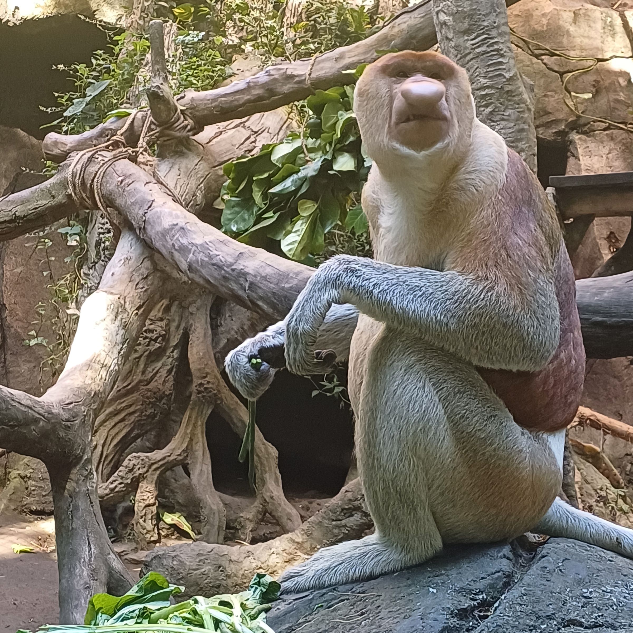 Probiscus Monkey -Taman Bali Safari Park