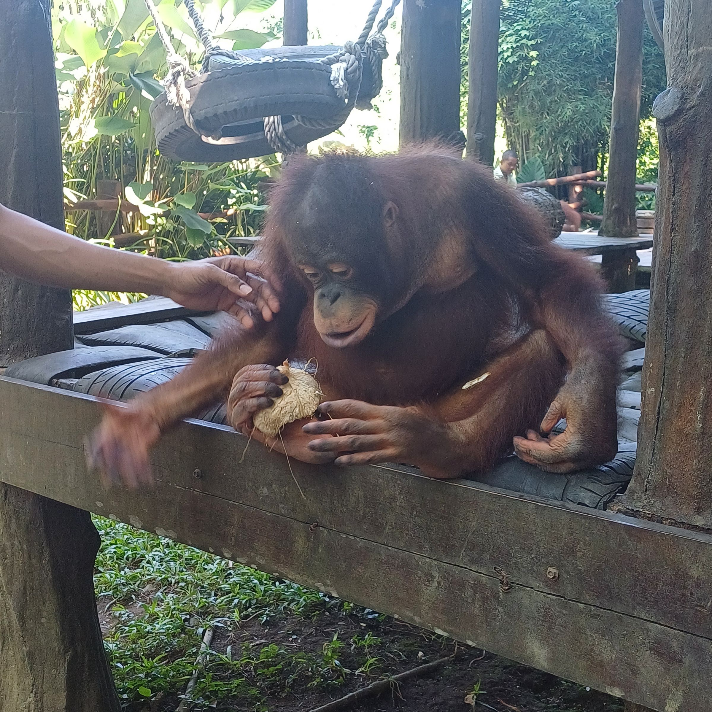 Orangutang - Taman Bali Safari Park