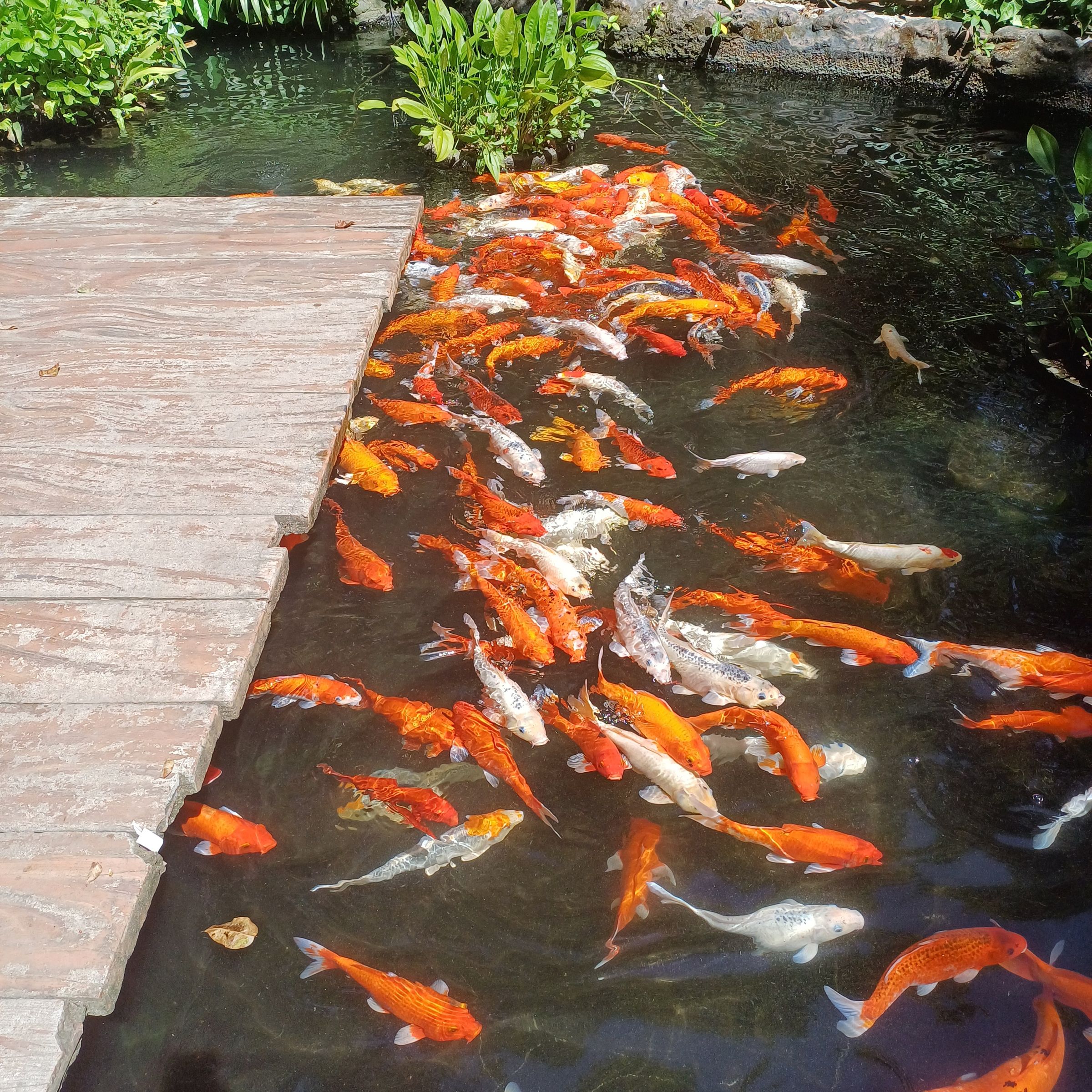 Koi Fish