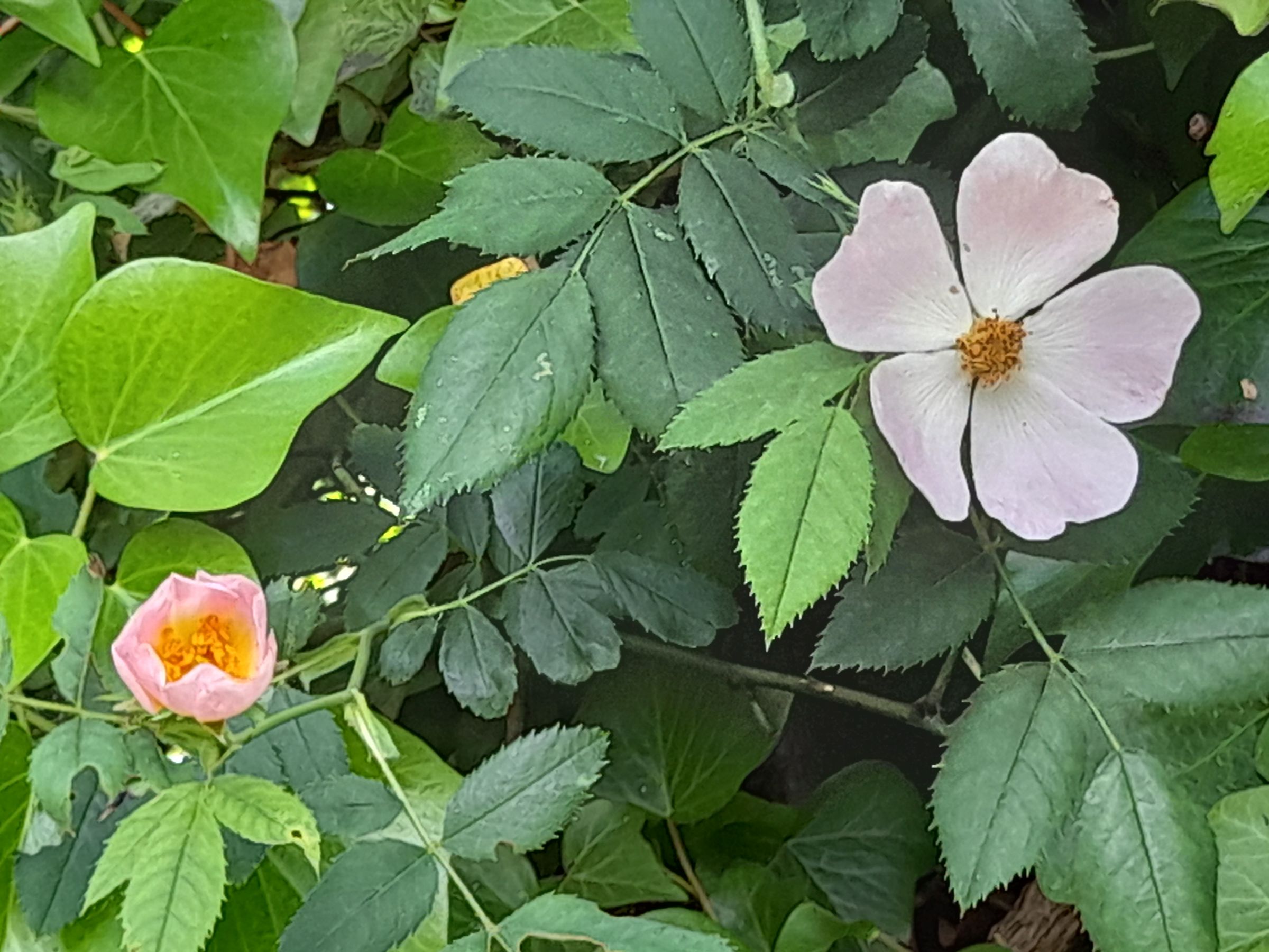 Tapping into Wellness 's image