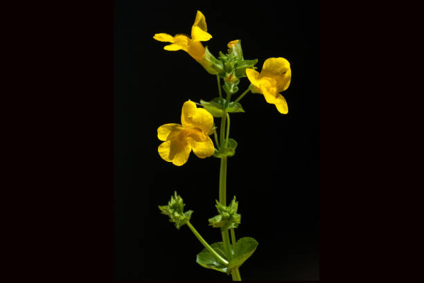 Tapping into Wellness 's image