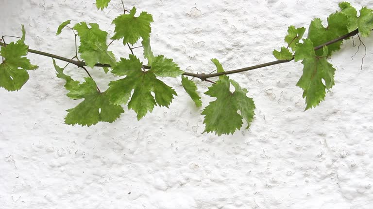 Tapping into Wellness 's image