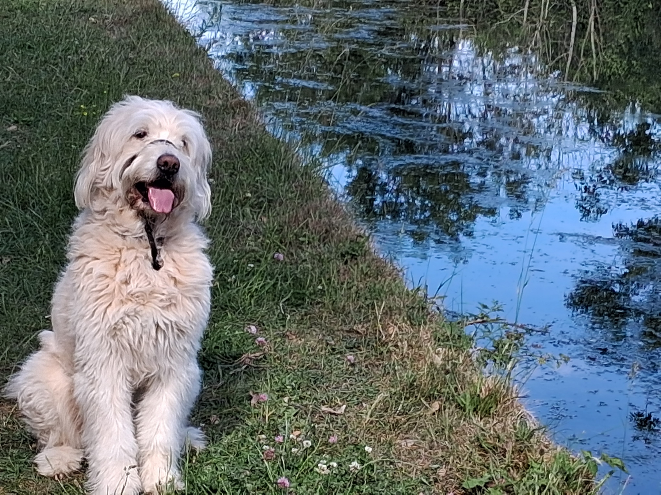 Tapping into Wellness 's image