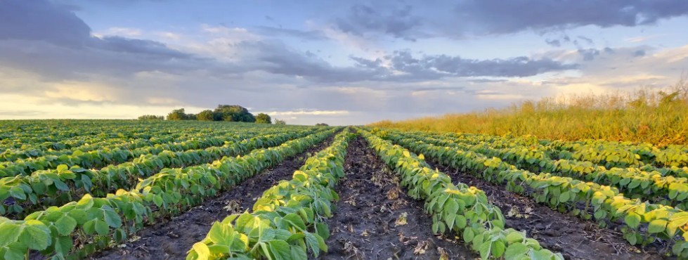 pene-ira.com's image