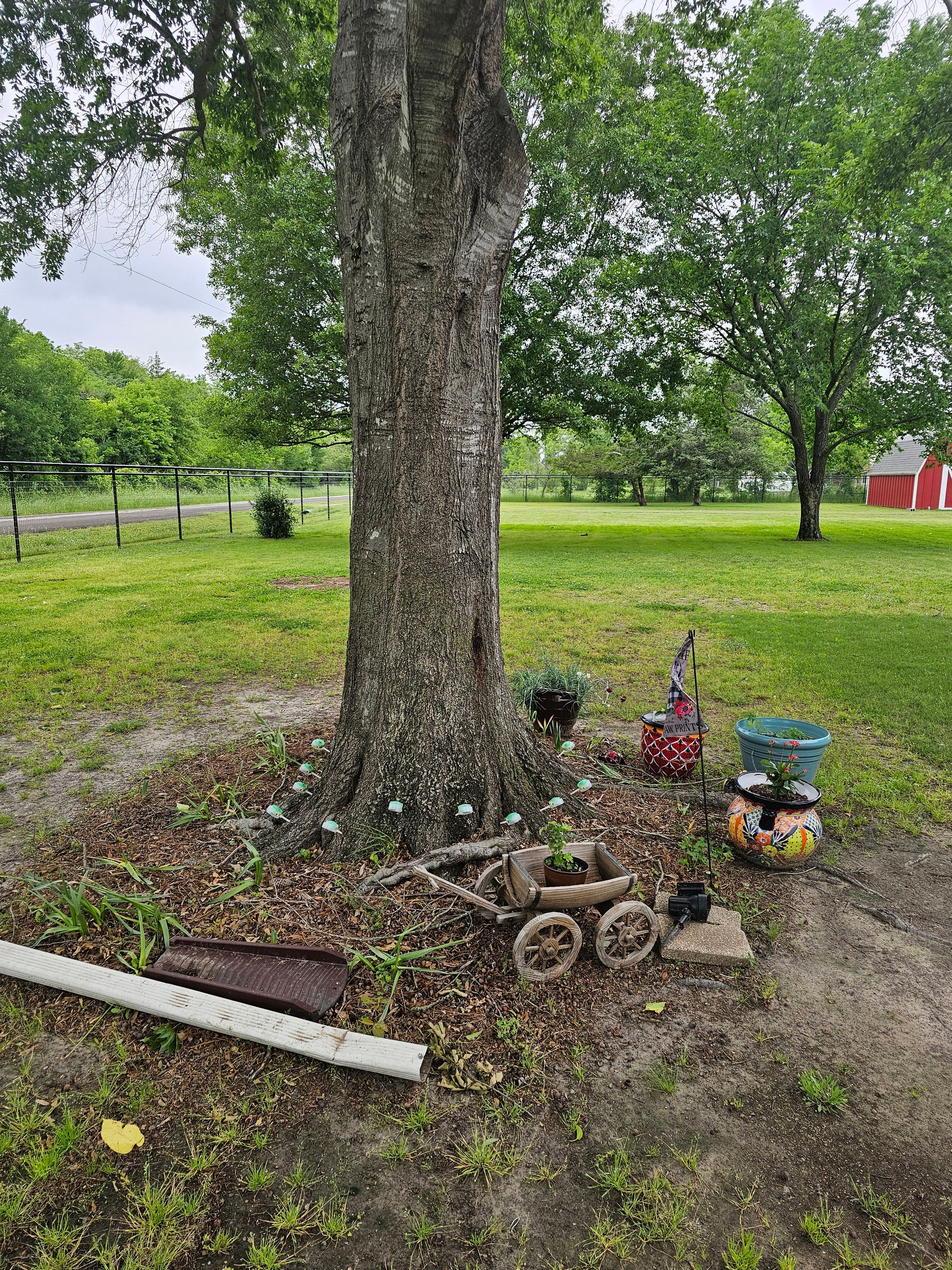 Nutrient Injection (Water Oak) 