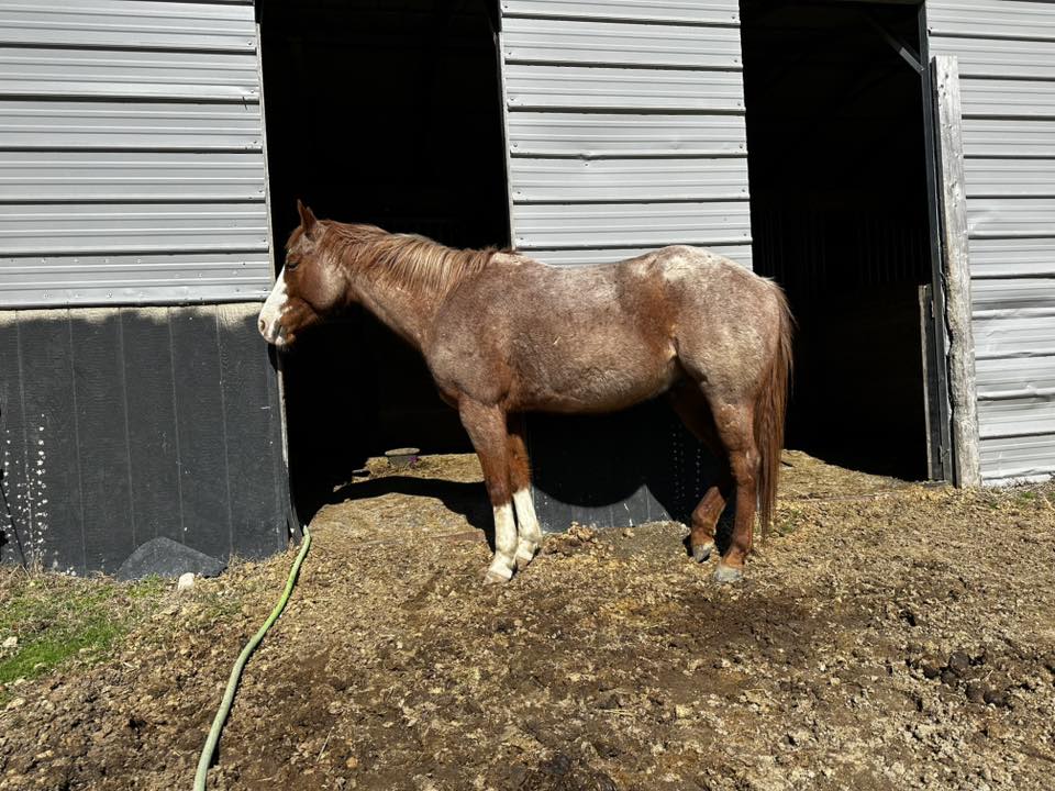 Main Pasture with access to six stalls