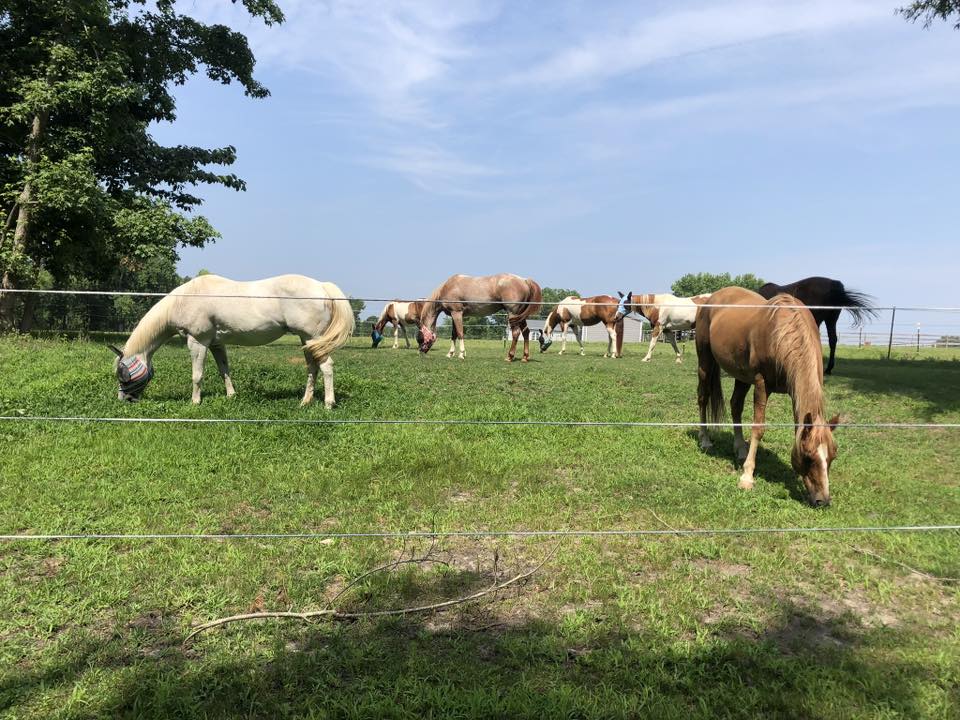 Back Pasture with access to a large 3-sided shelter and a small open shelter with fans 