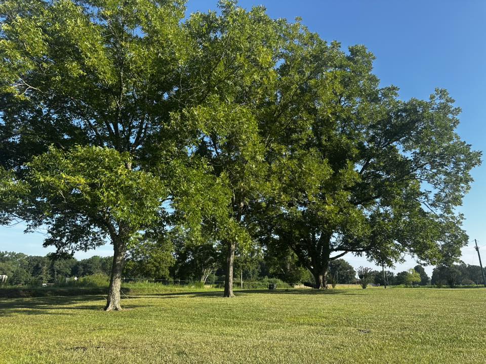 Around the Property