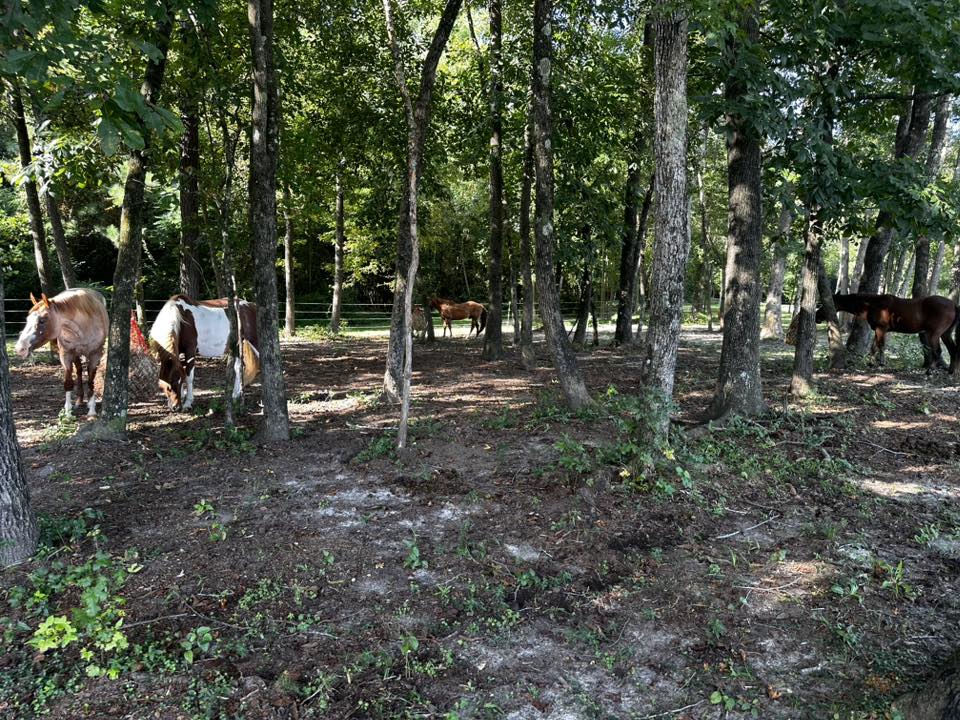 Main Pasture with access to six stalls