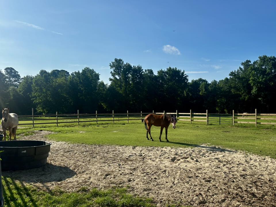Paddock behind barn, connected to the oversized stall with a fan