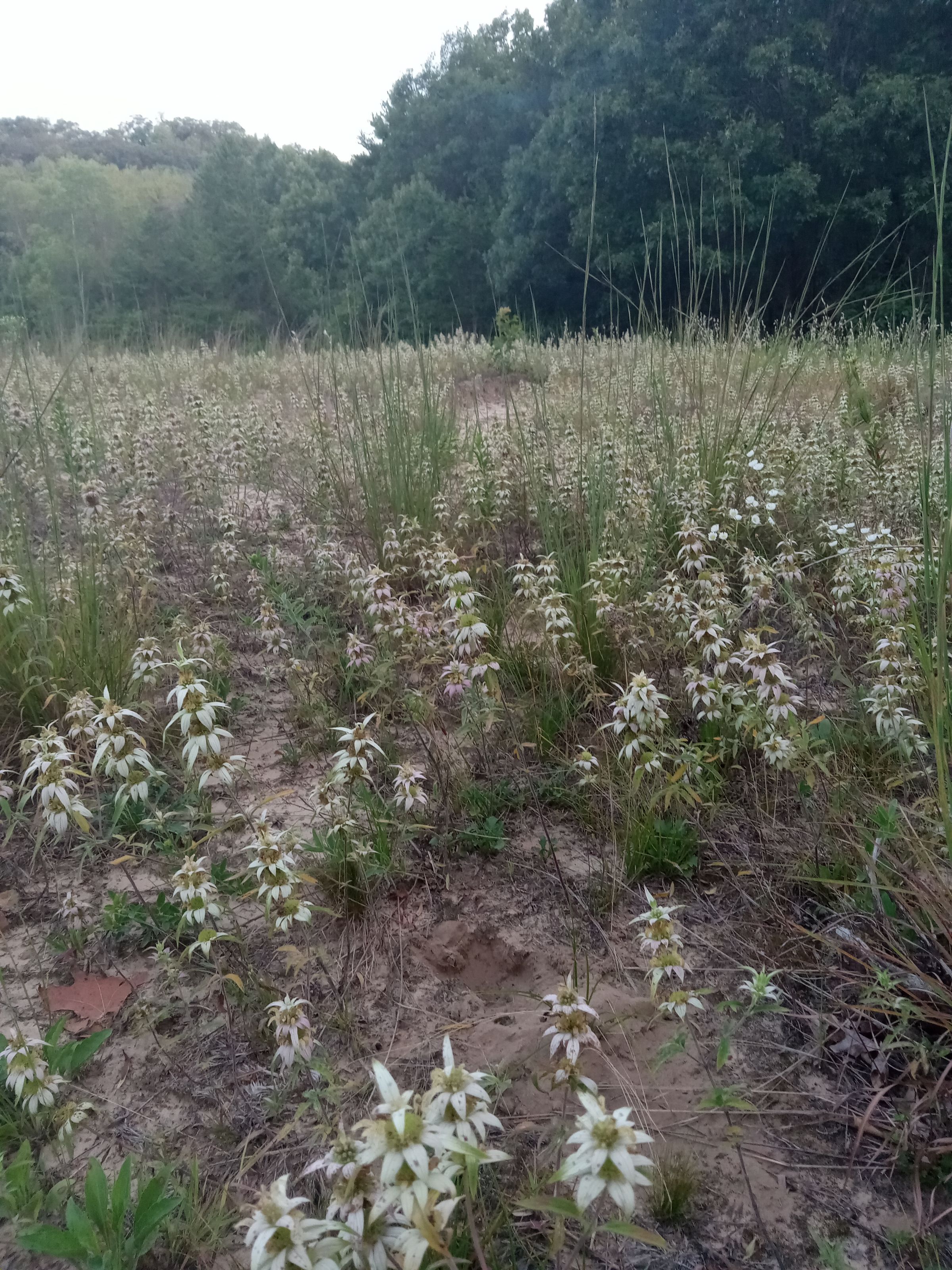 Field of Bee Balm