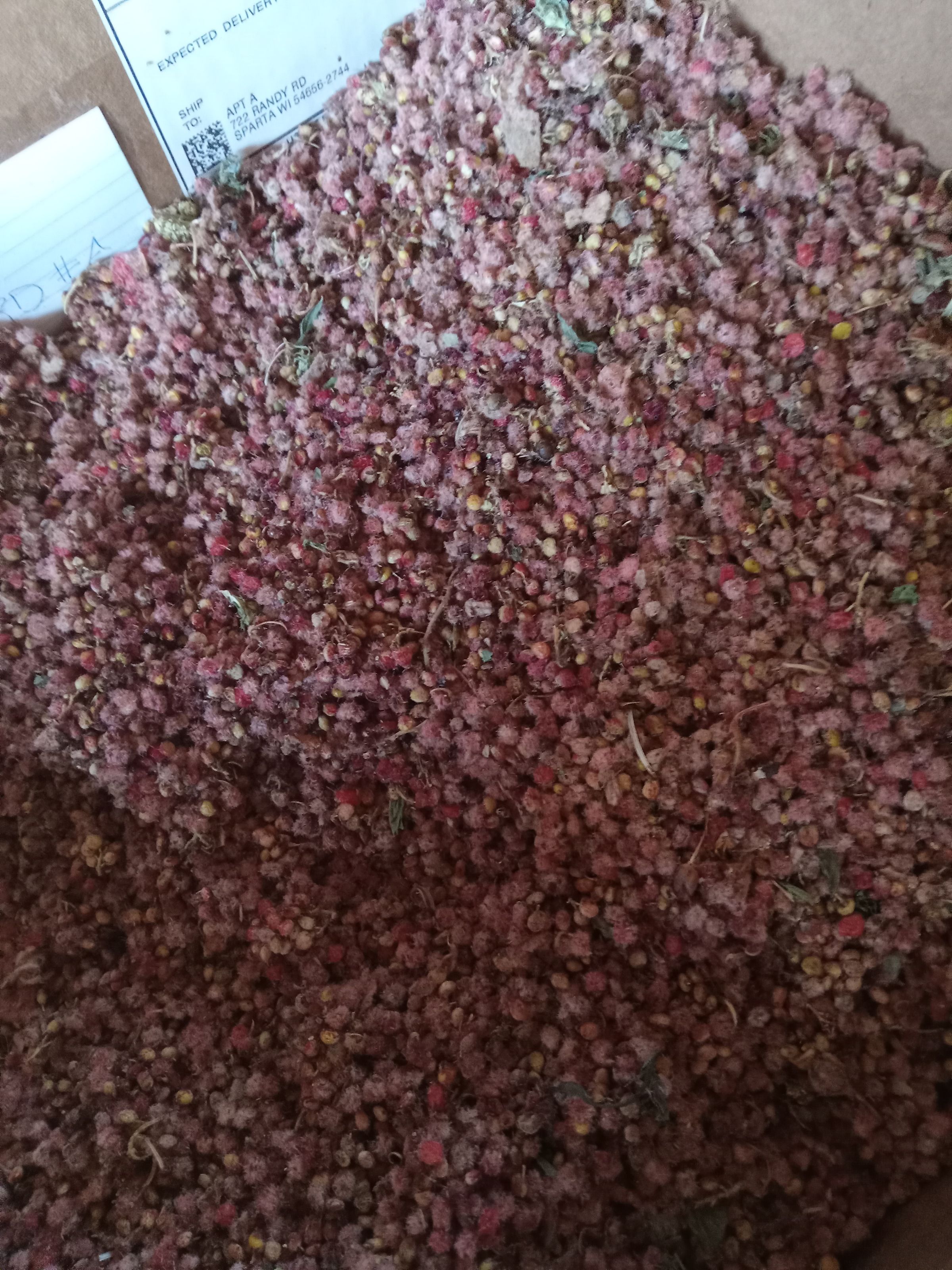 Sumac fruit