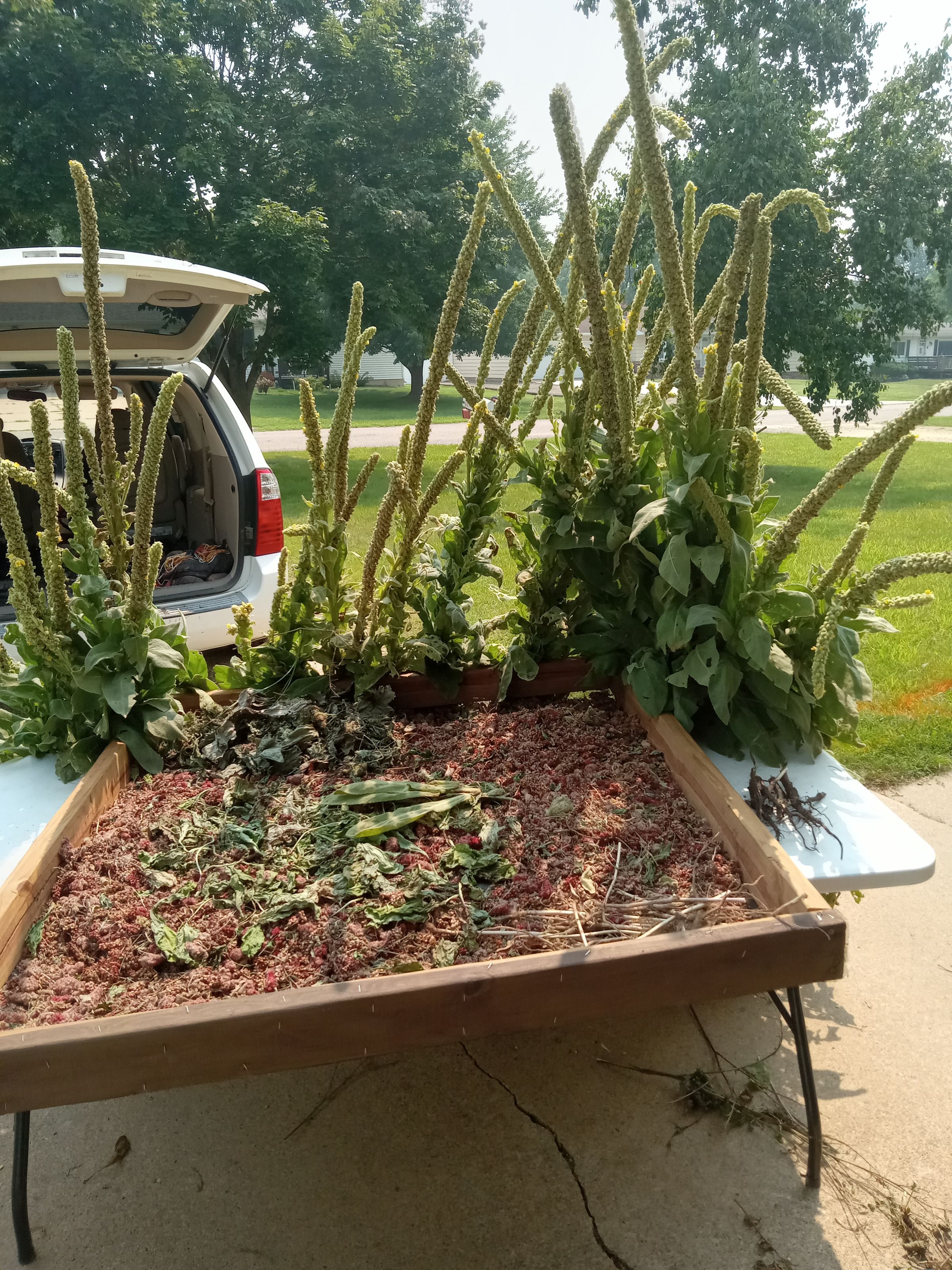 Mullien and Sumac
