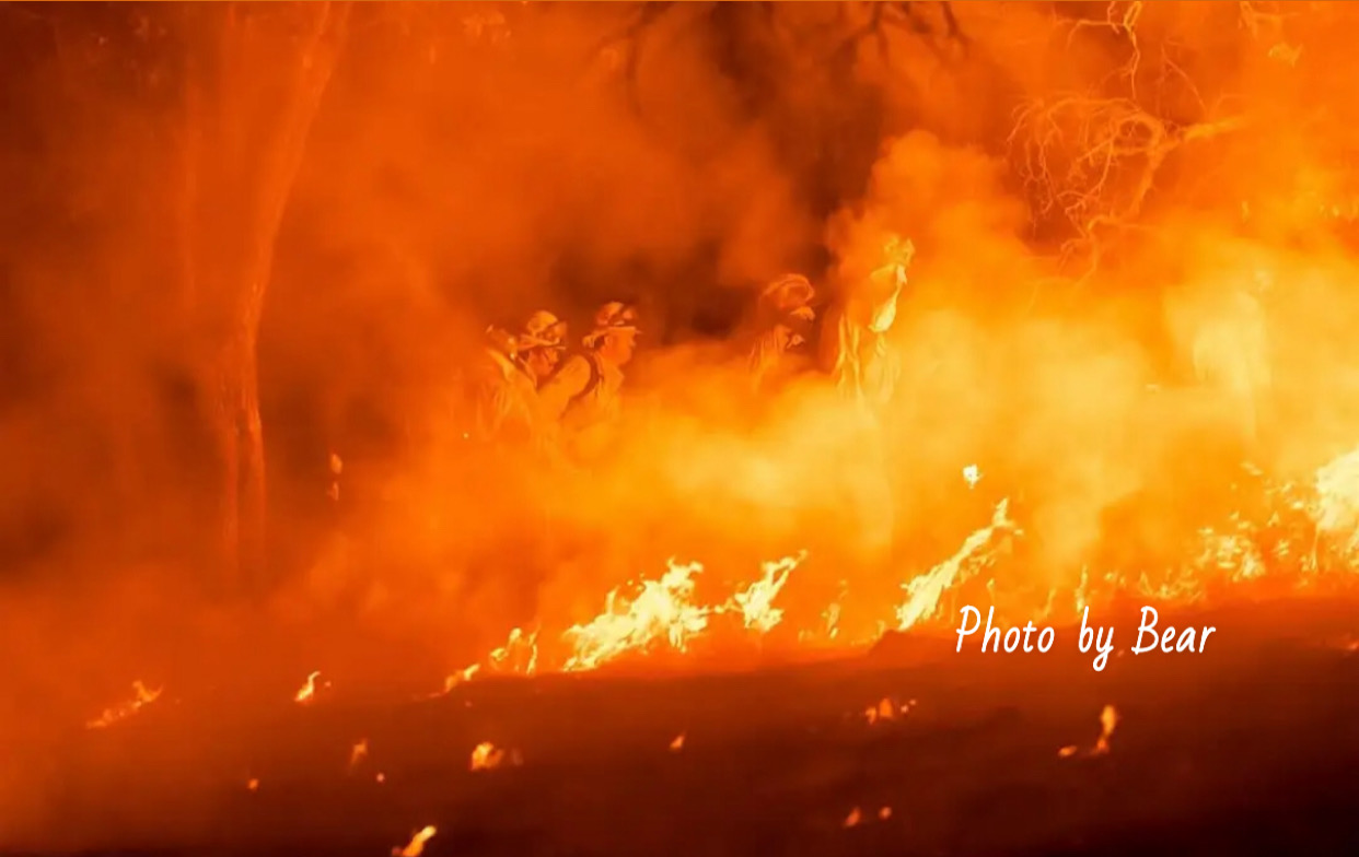 Operation Wild Step's image