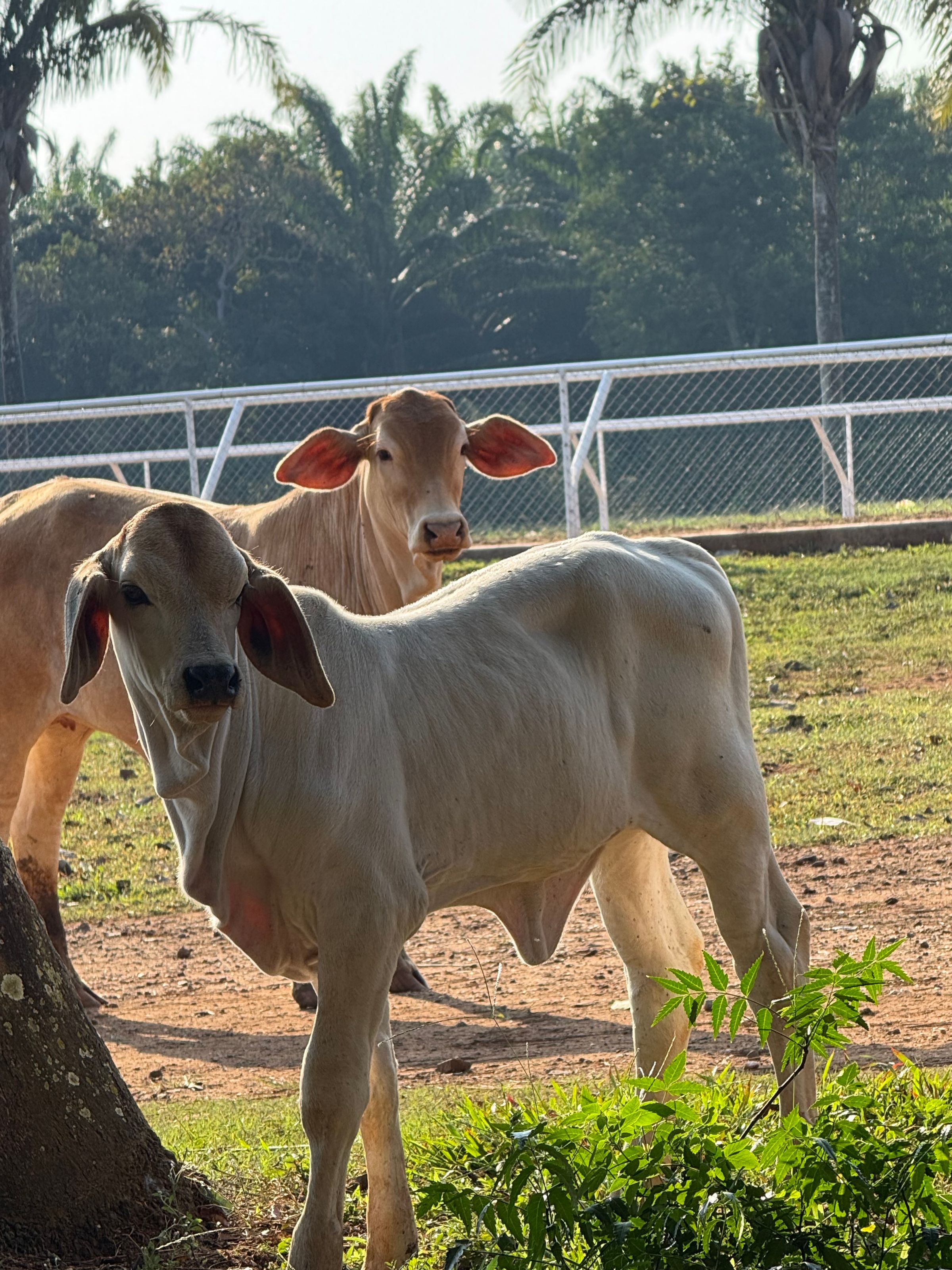 HIPICO EL TREBOL's image