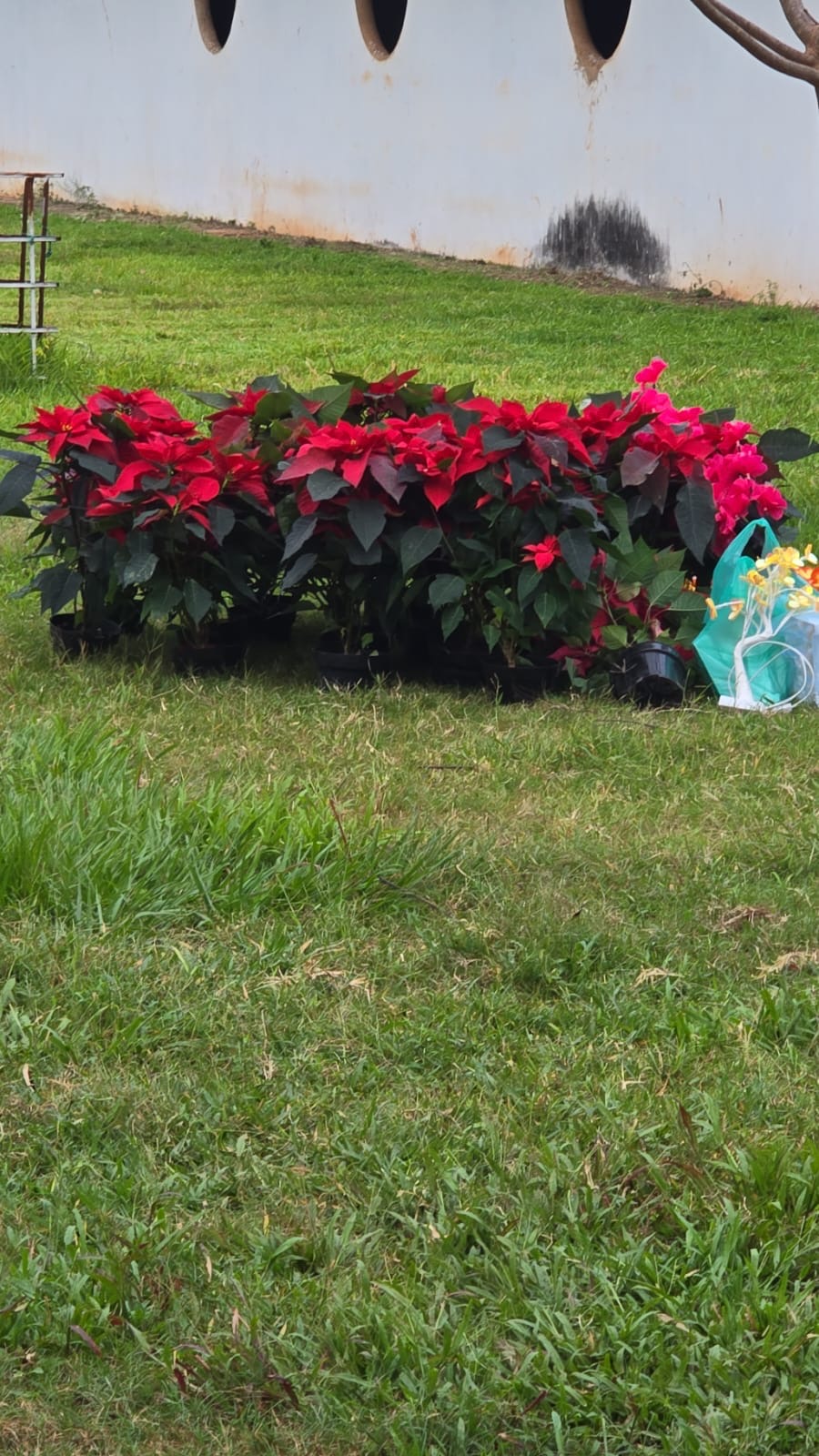 ARBOL NAVIDEÑO DEL 🍀📍