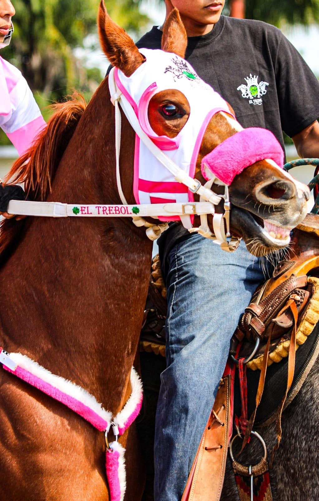 HIPICO EL TREBOL's image