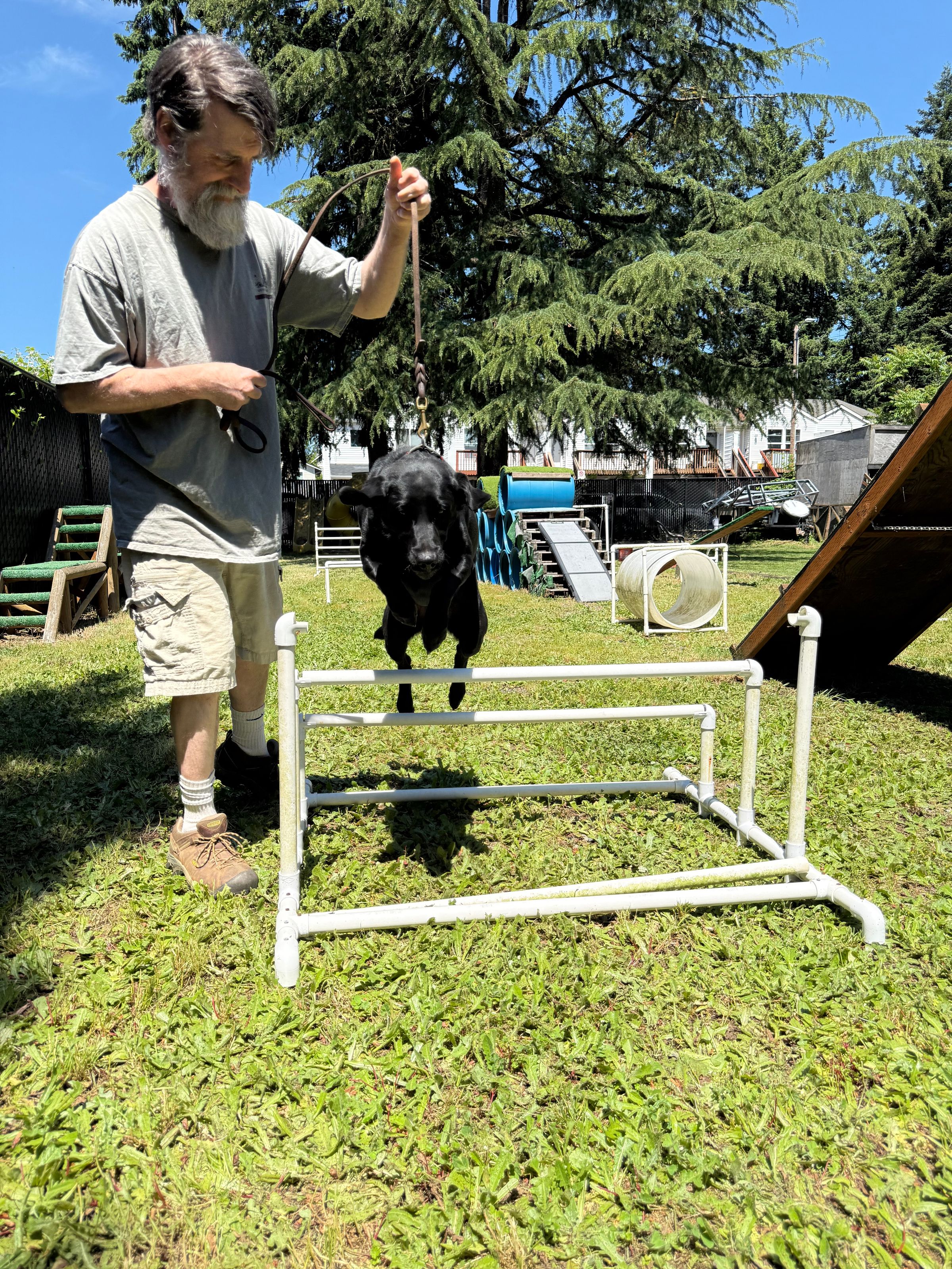 dog-jumping