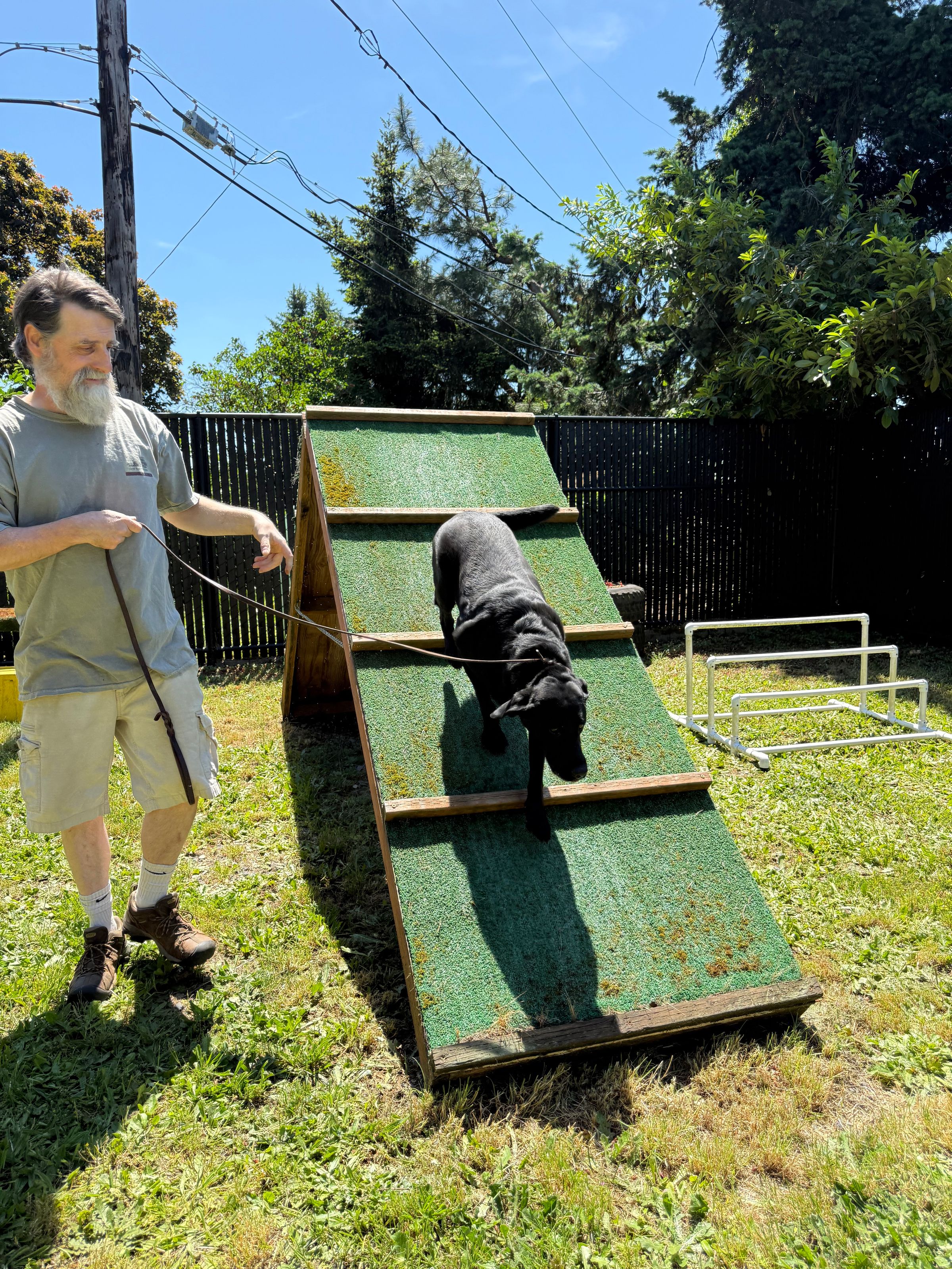 dog-agility