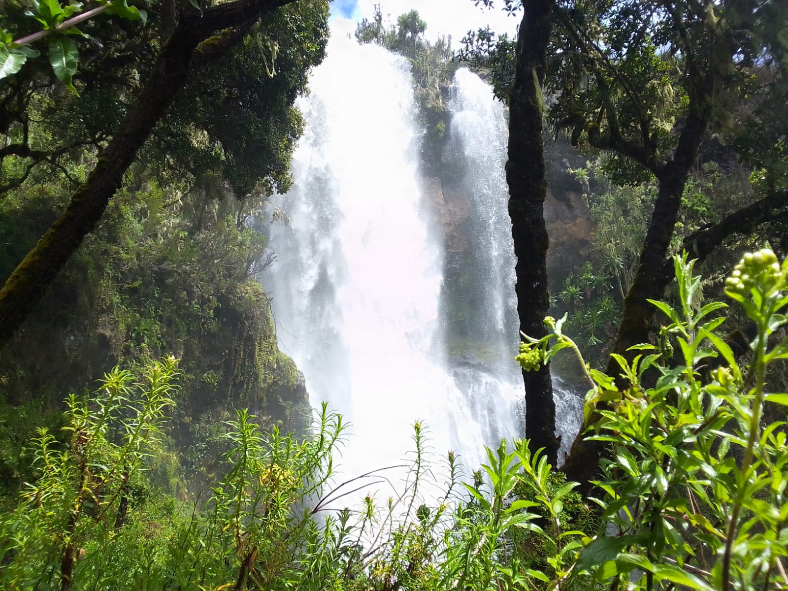 BlueZoneKenya Health Wellness Recovery Mount Kenya's image