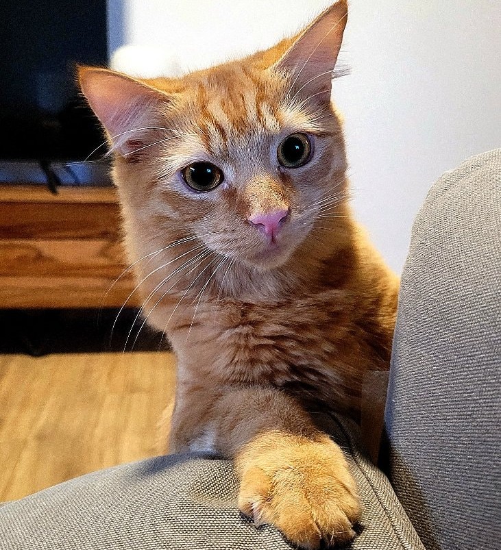 Nicole, Mum of Archie & Lucifer avatar