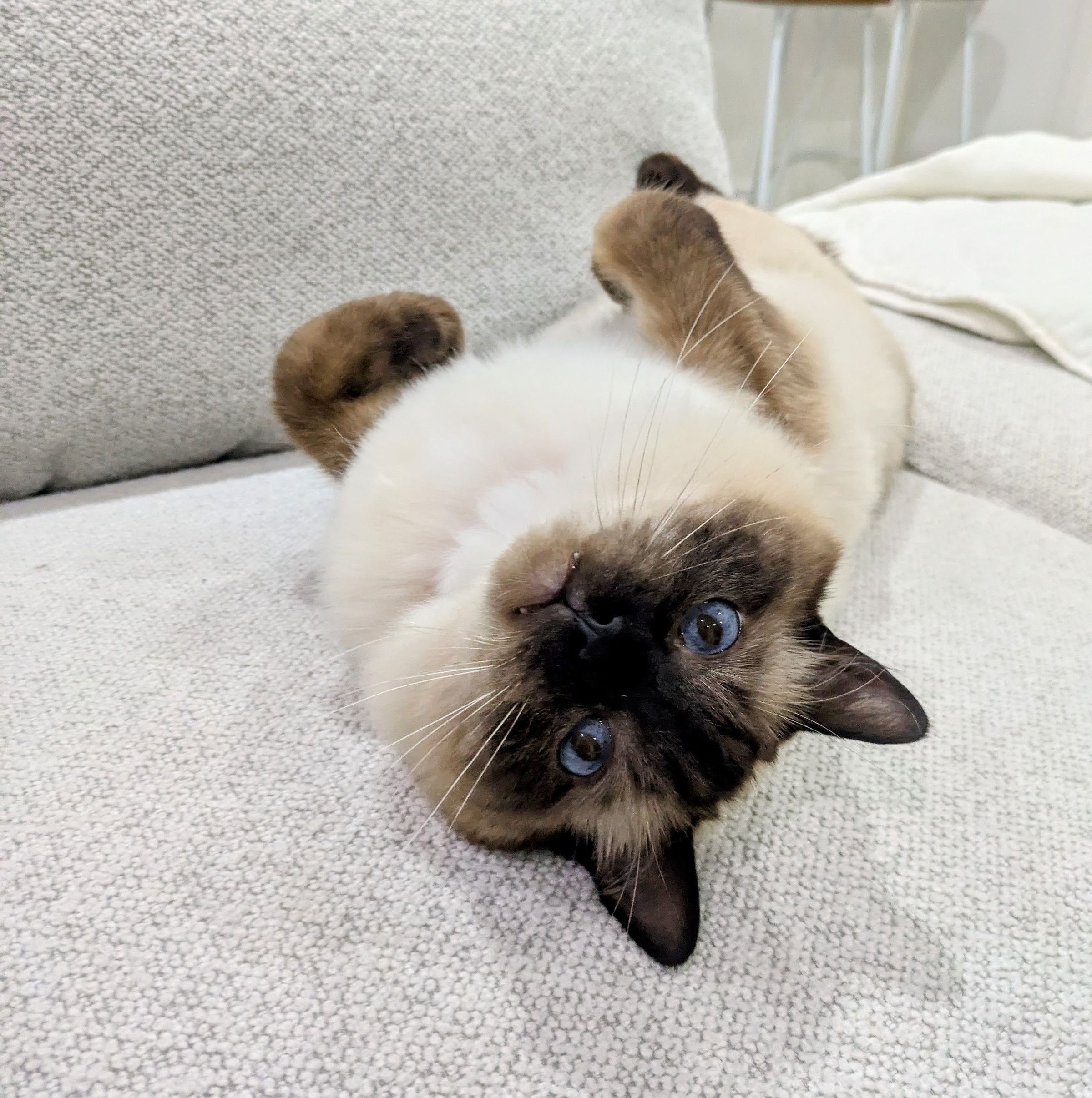 Siobhan, Mum of Chilli & Cheeky avatar