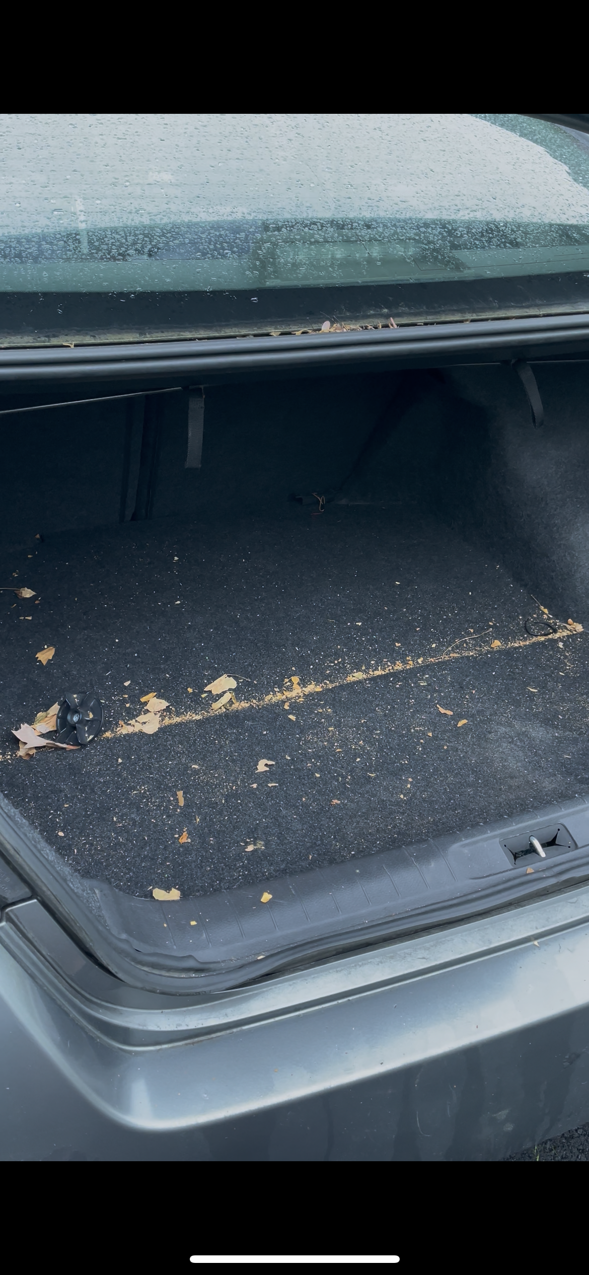 Trunk (Before)