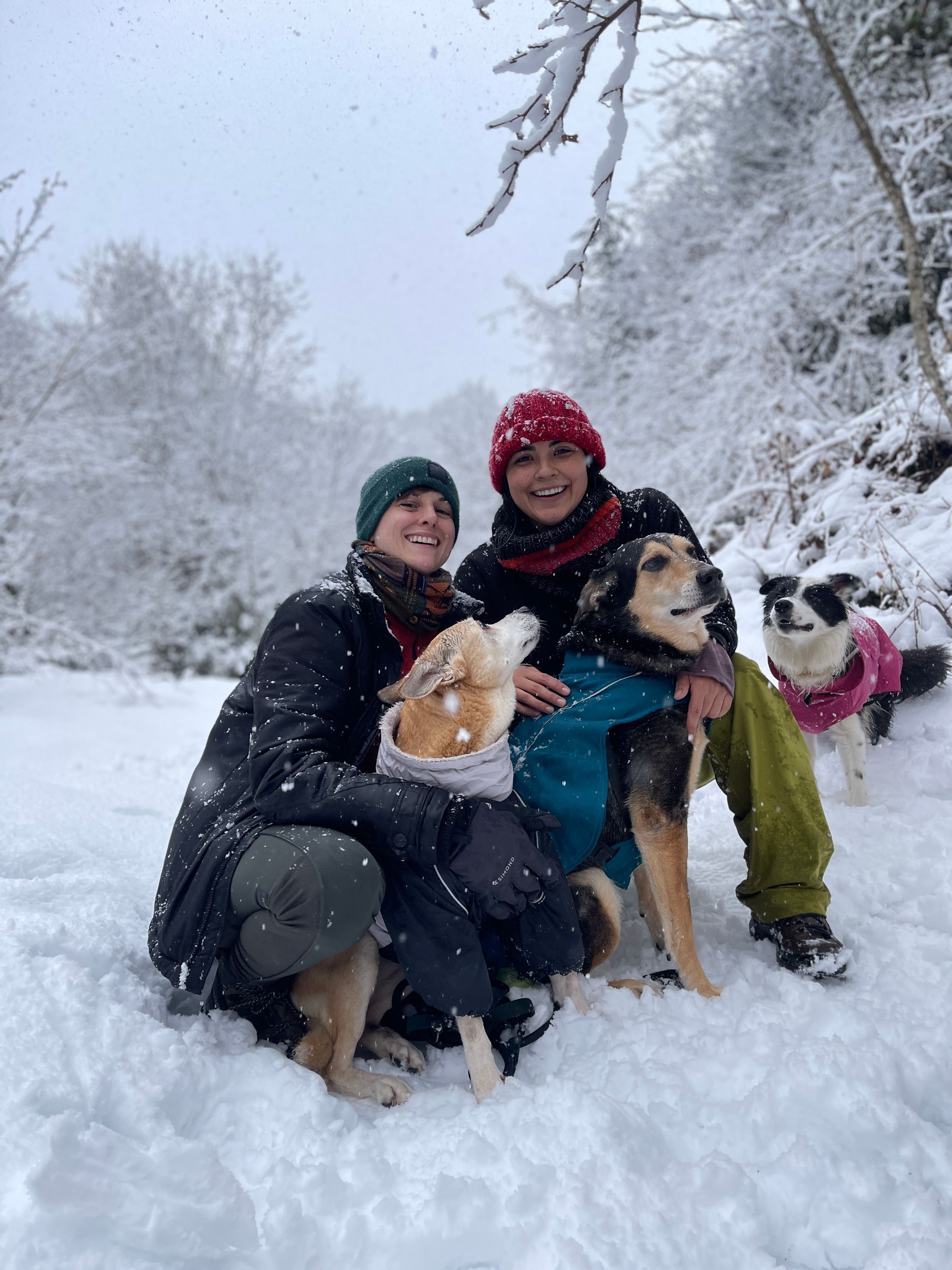 PAWS ON THE GO 's image