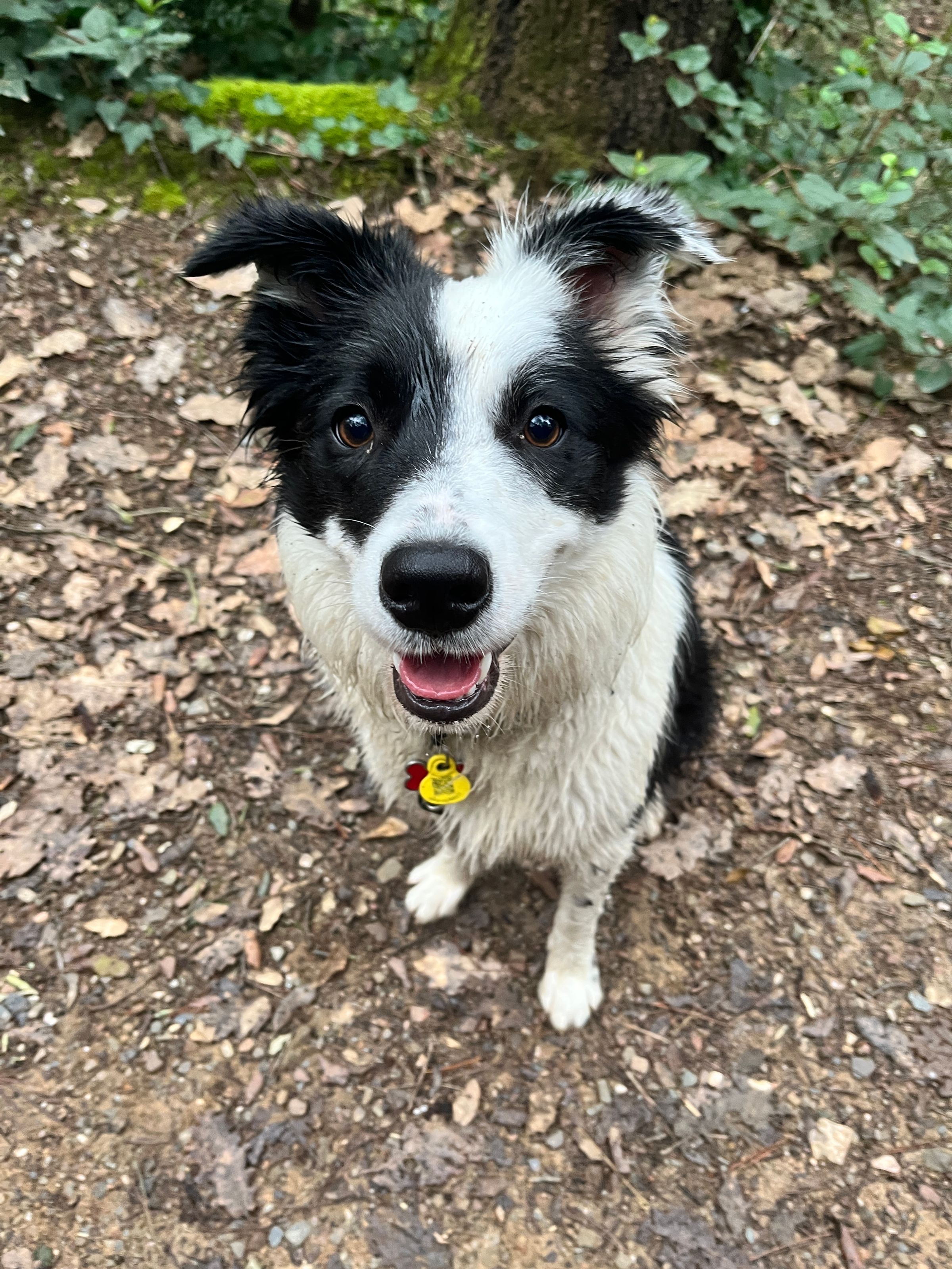 PAWS ON THE GO 's image