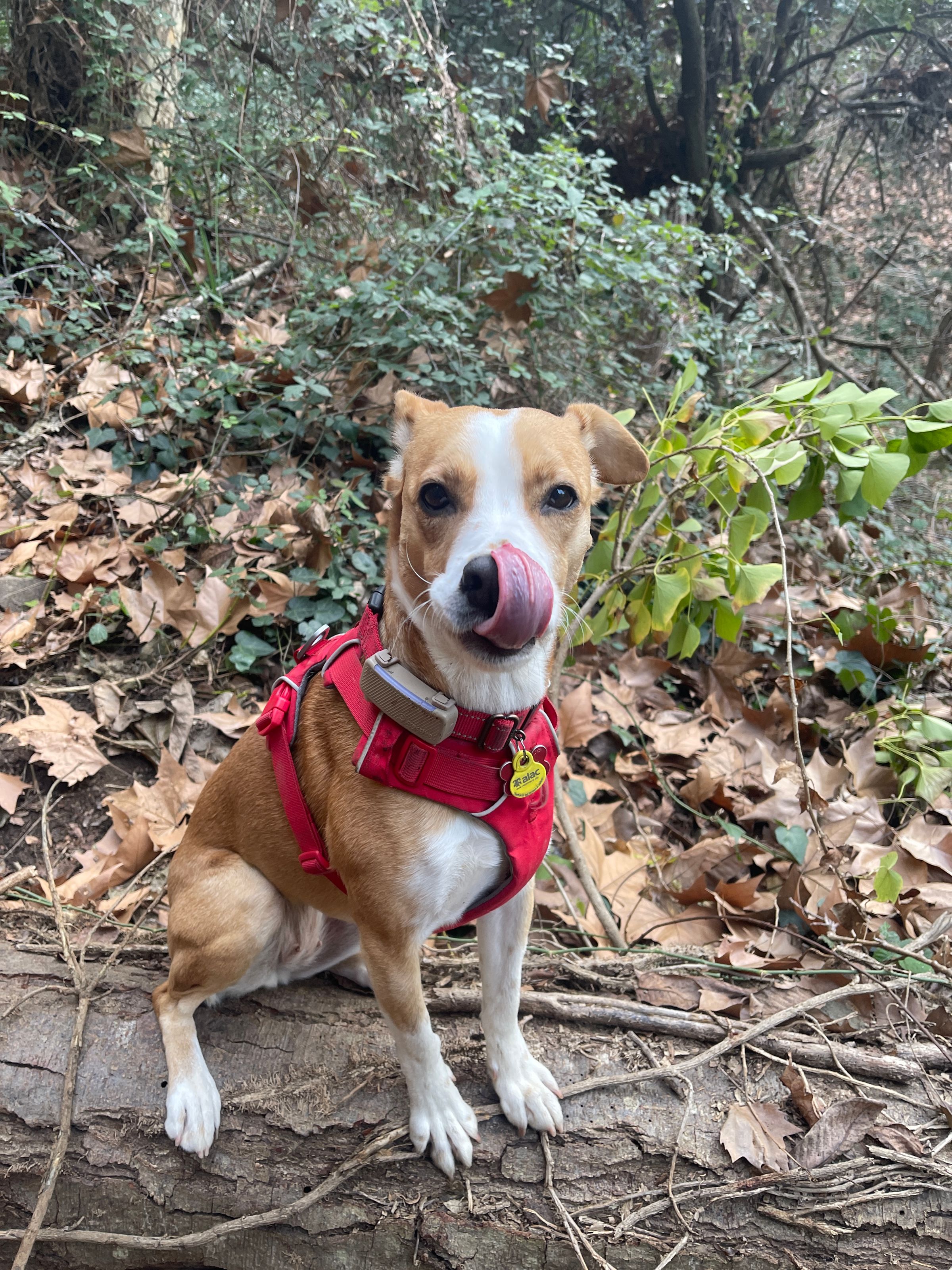 PAWS ON THE GO 's image