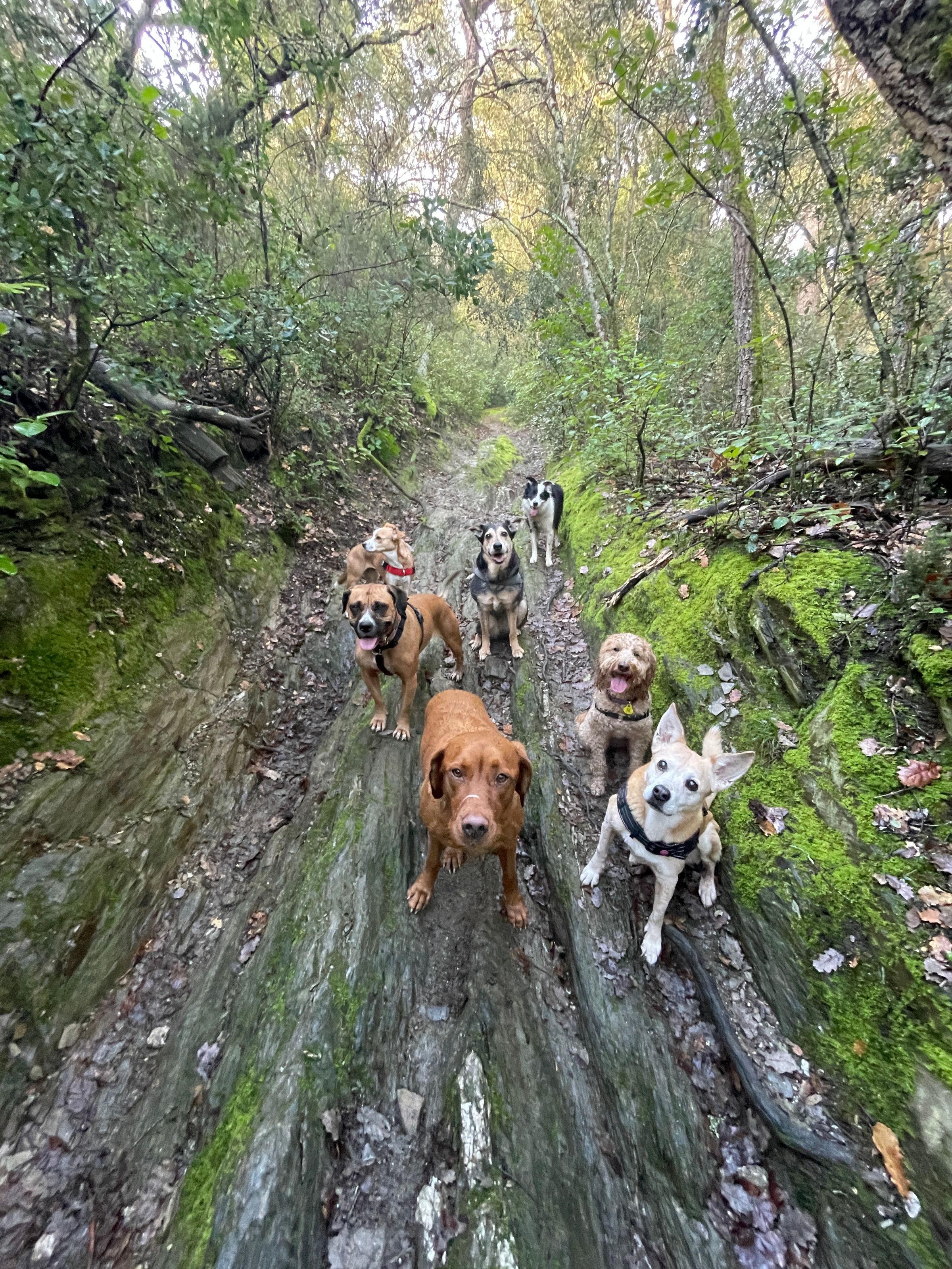 PAWS ON THE GO 's image