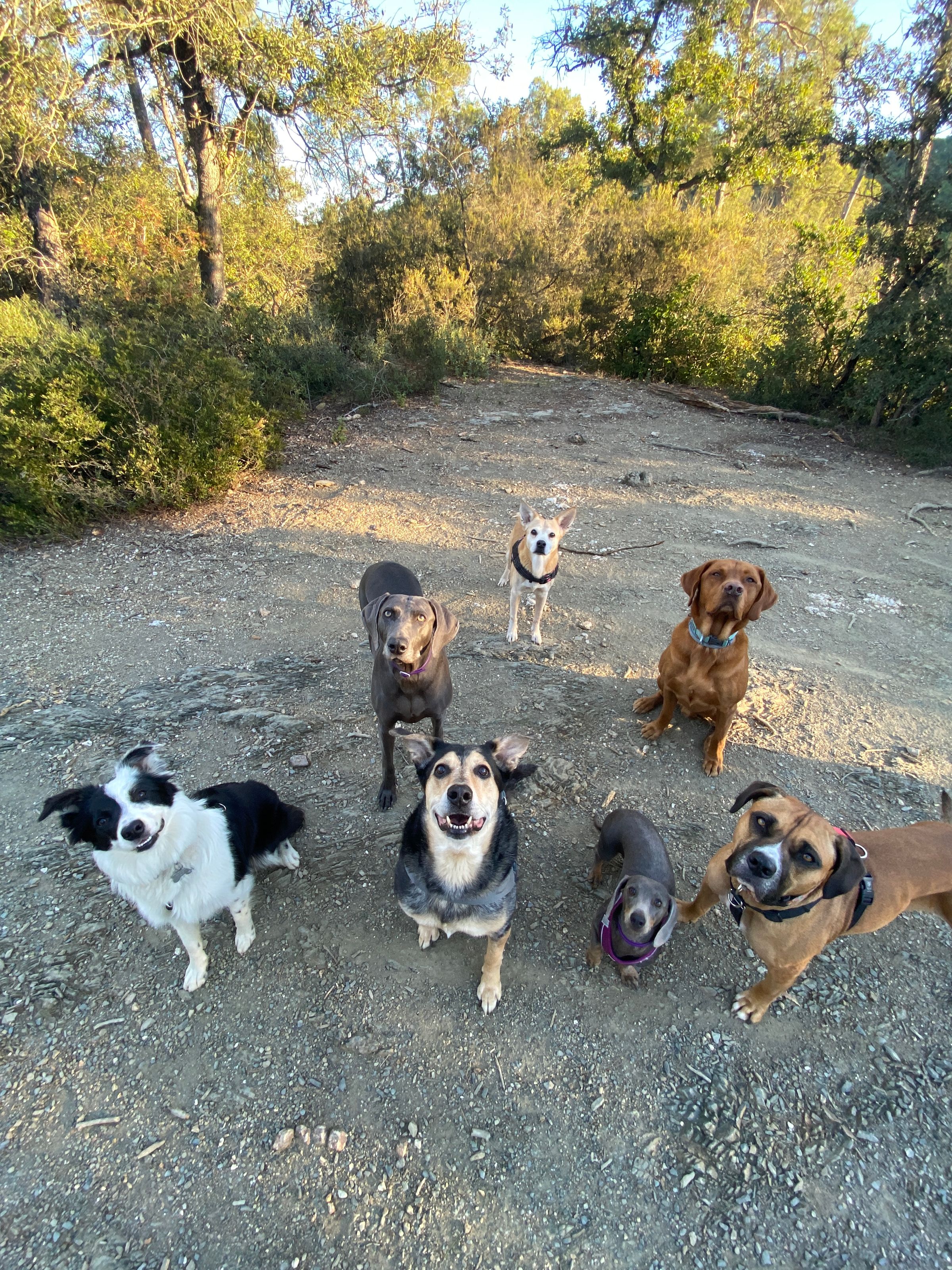 PAWS ON THE GO 's image