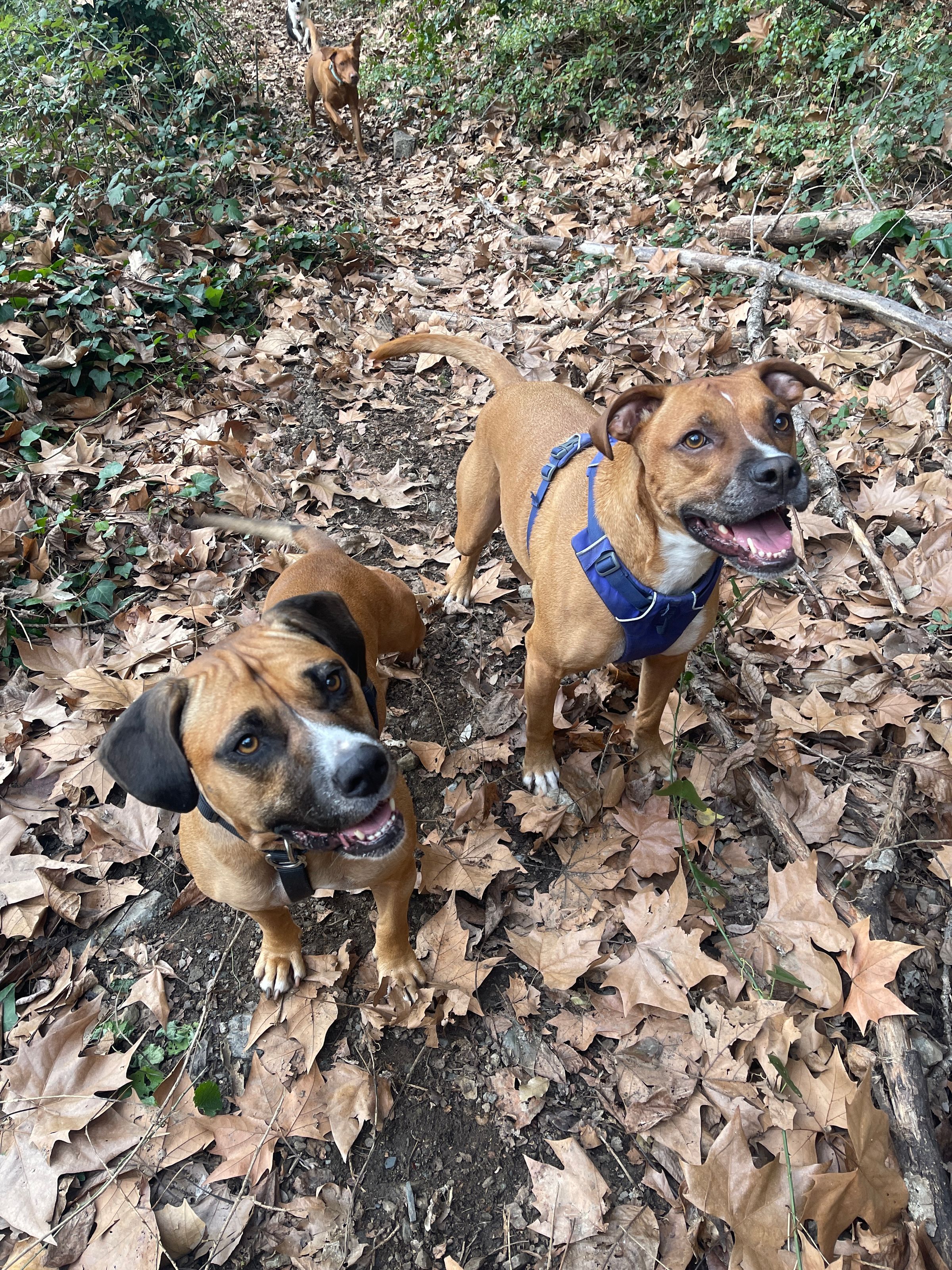 PAWS ON THE GO 's image