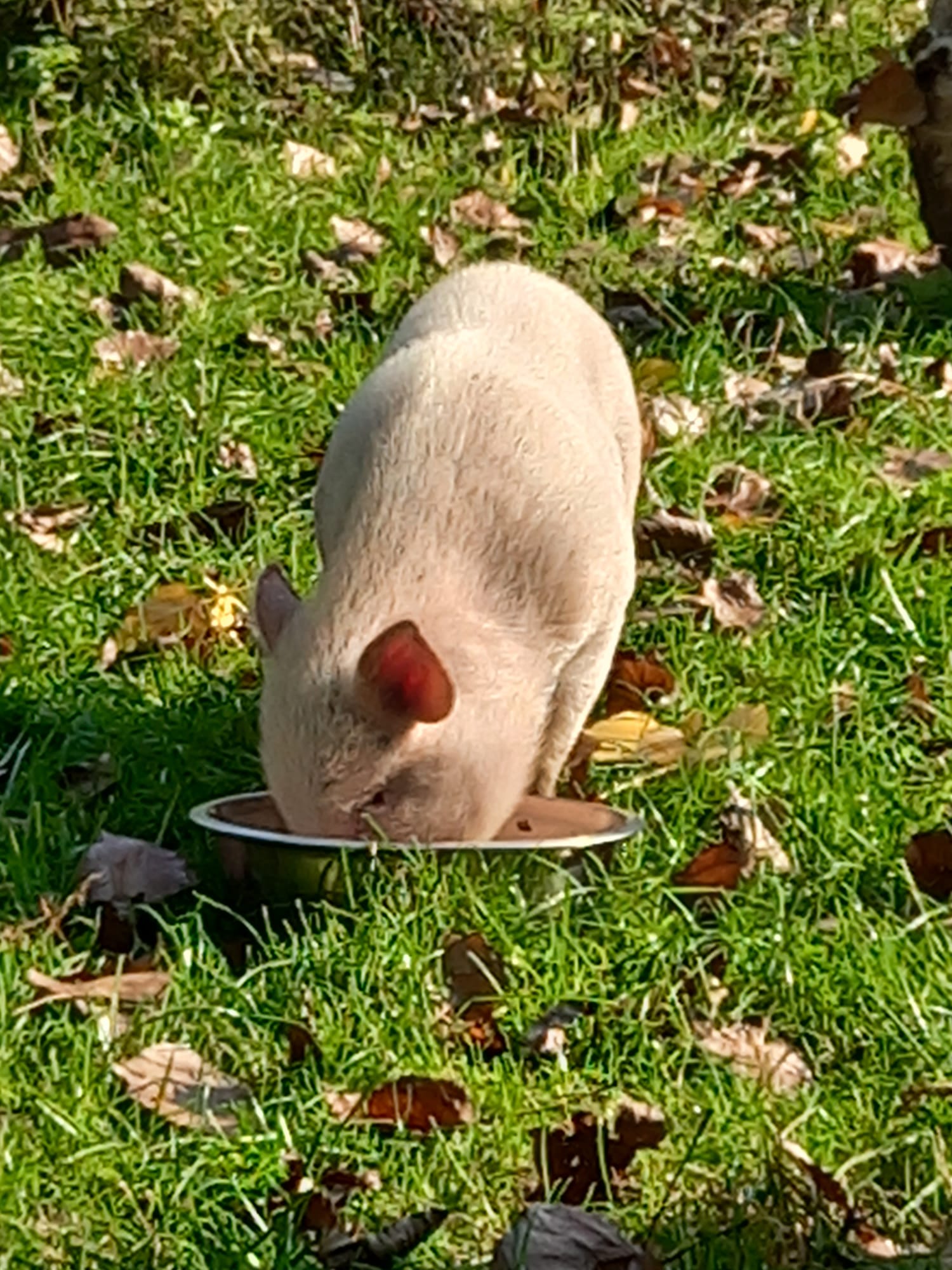Bertje