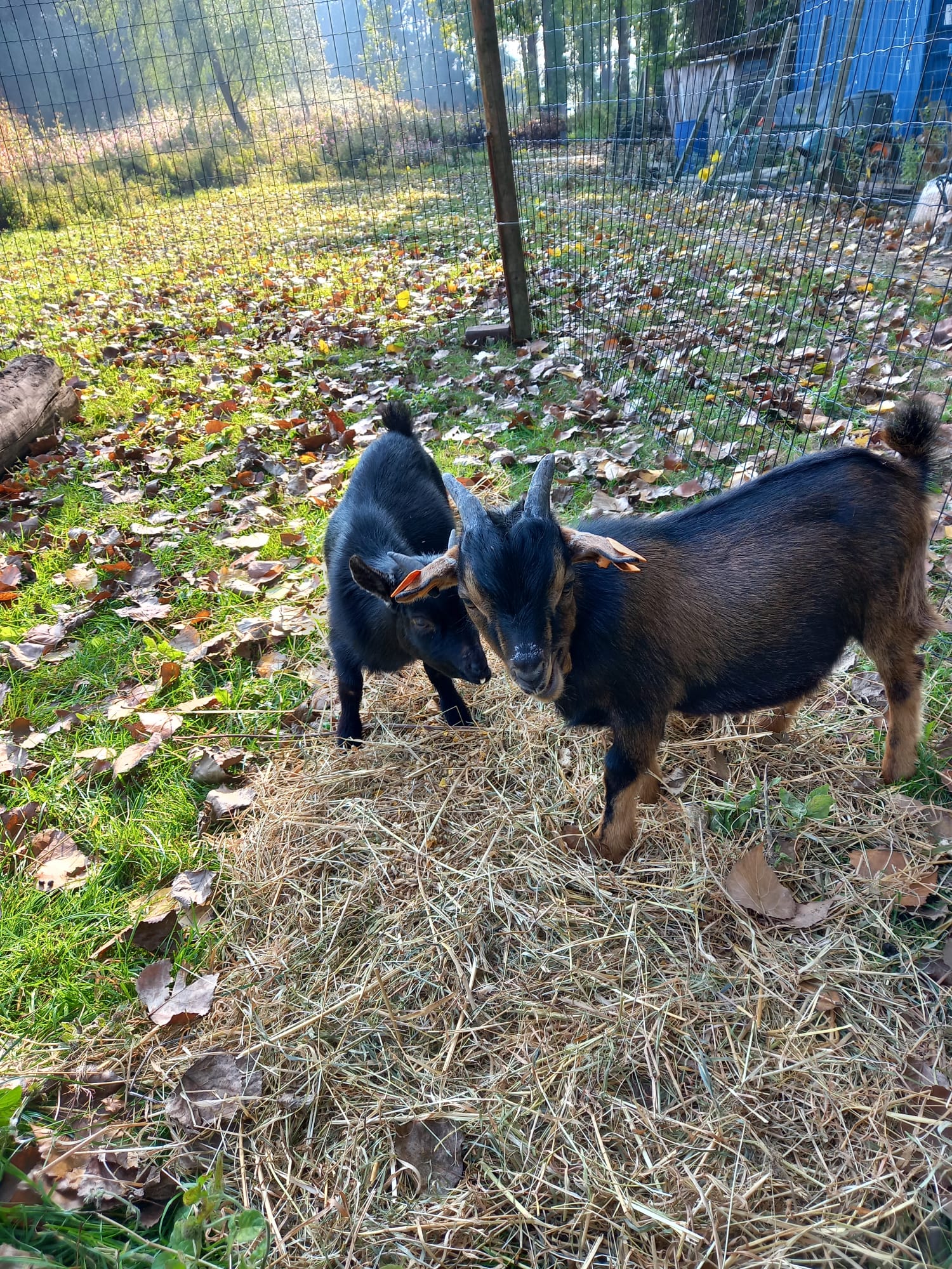 Pepper en Storm