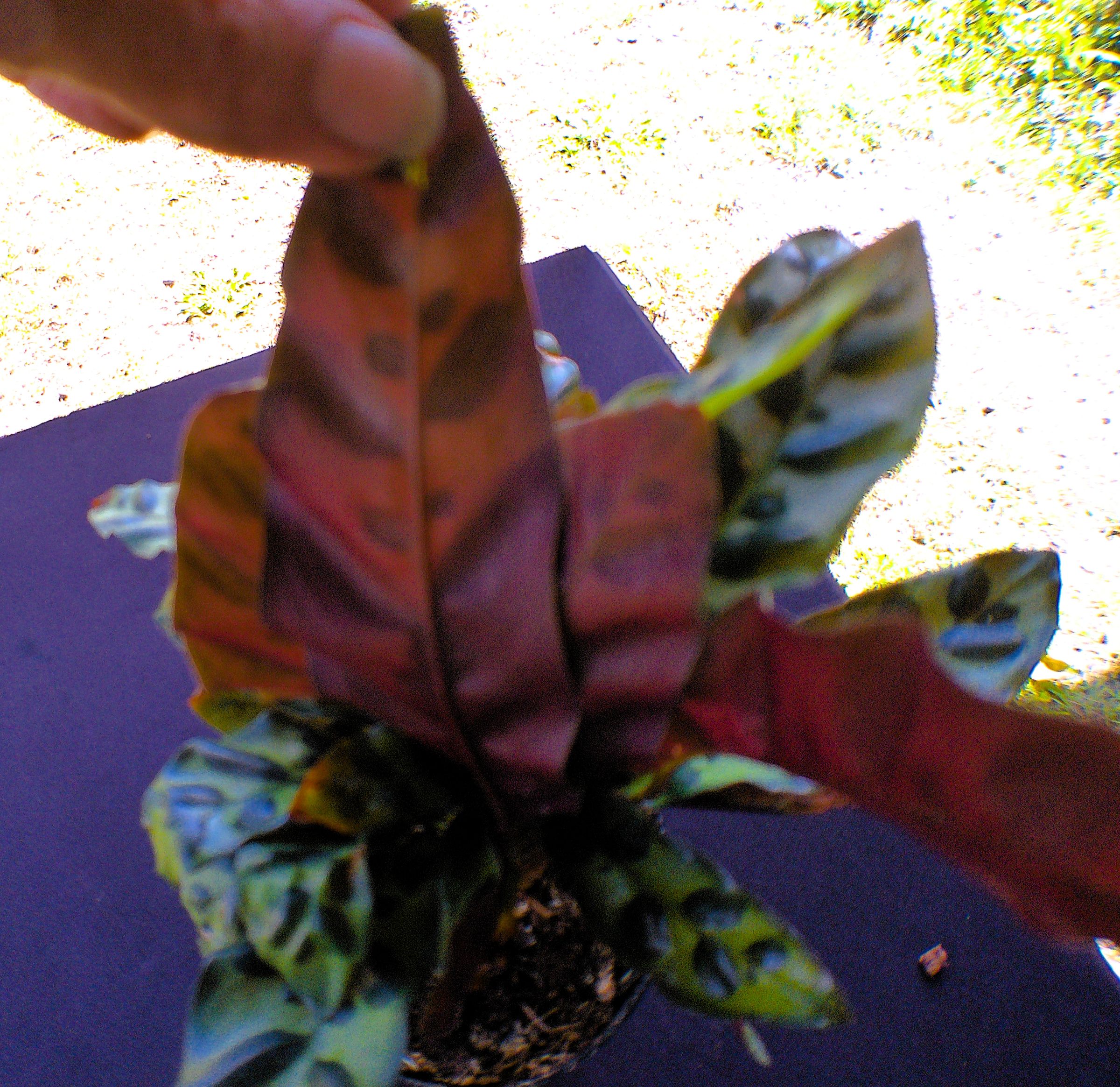 Plant A Plenty's image