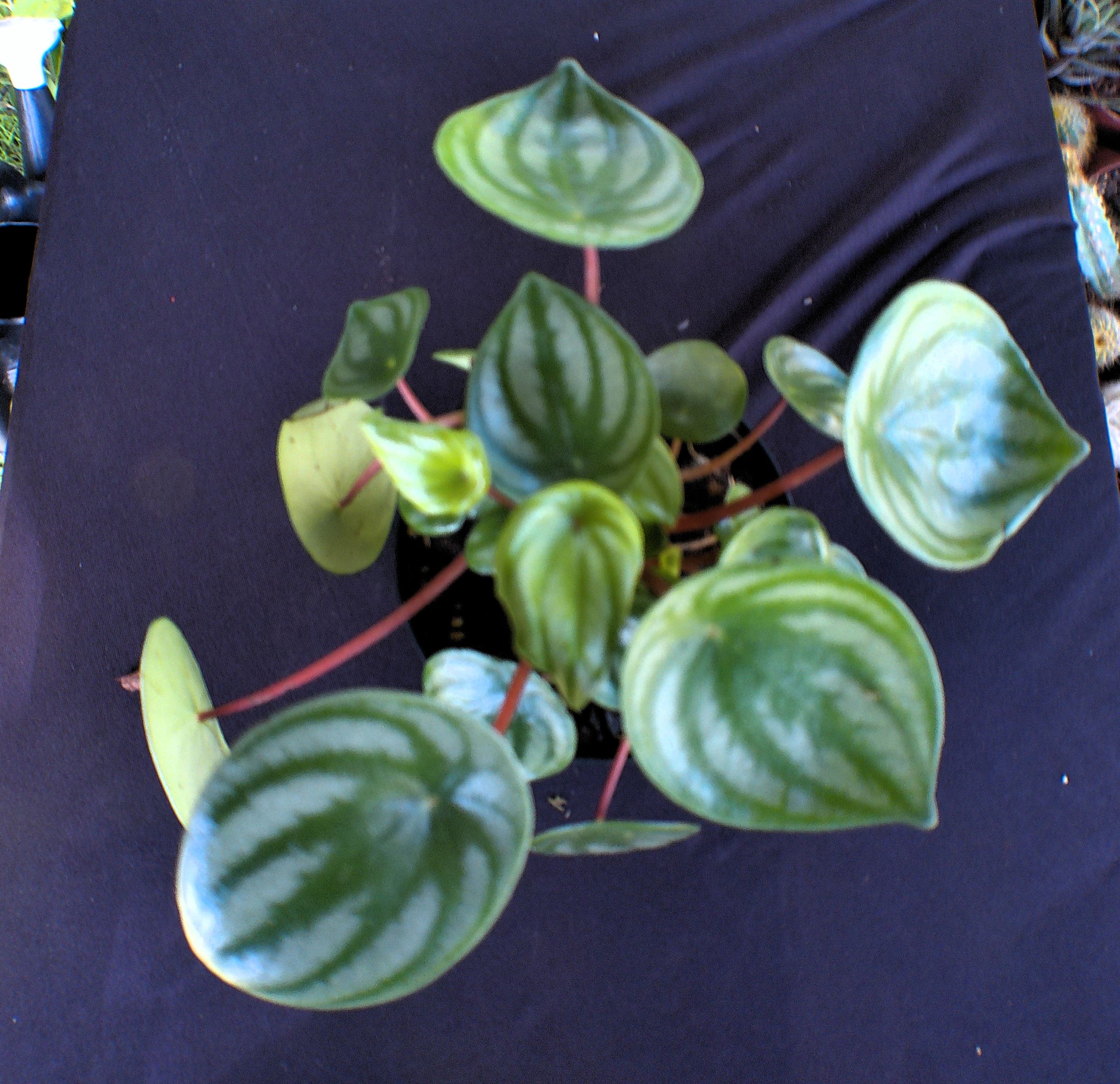 Watermelon peperomia (Peperomia argyreia)