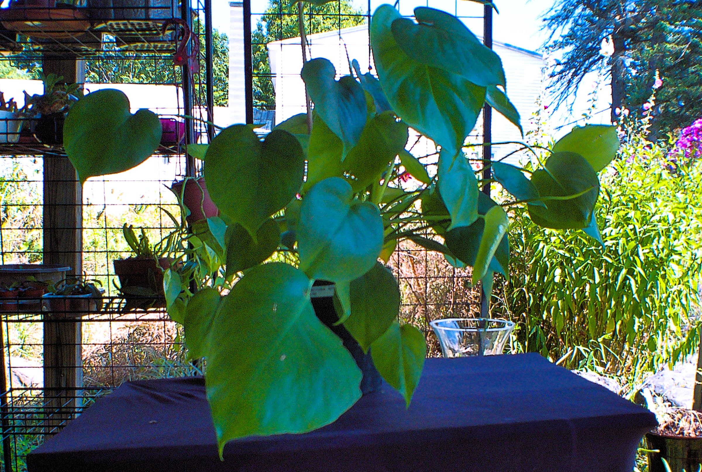 Plant A Plenty's image