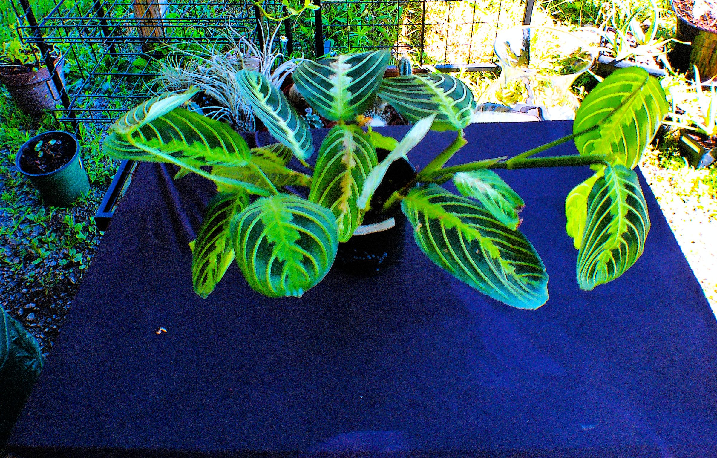 Plant A Plenty's image
