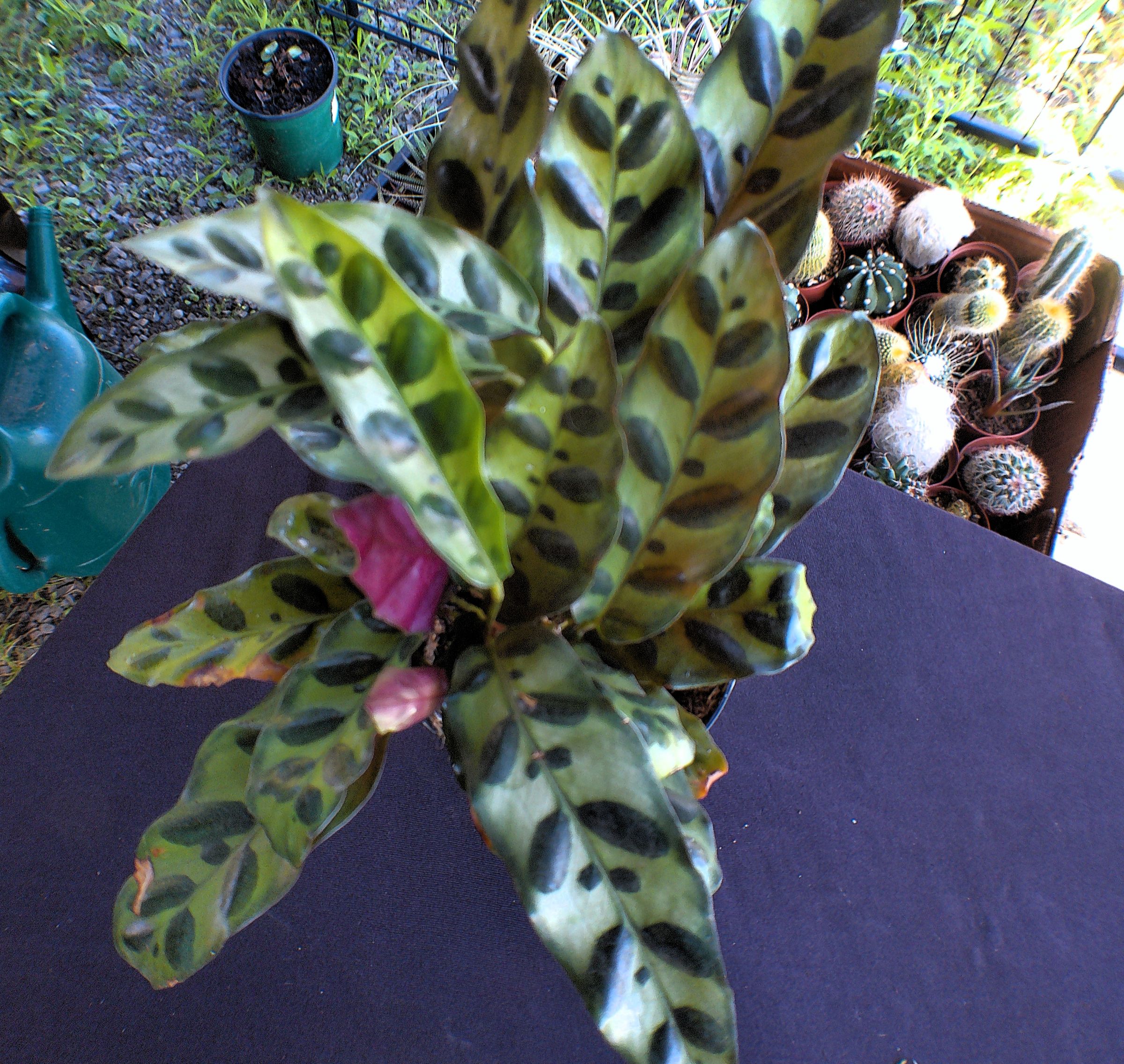 Plant A Plenty's image