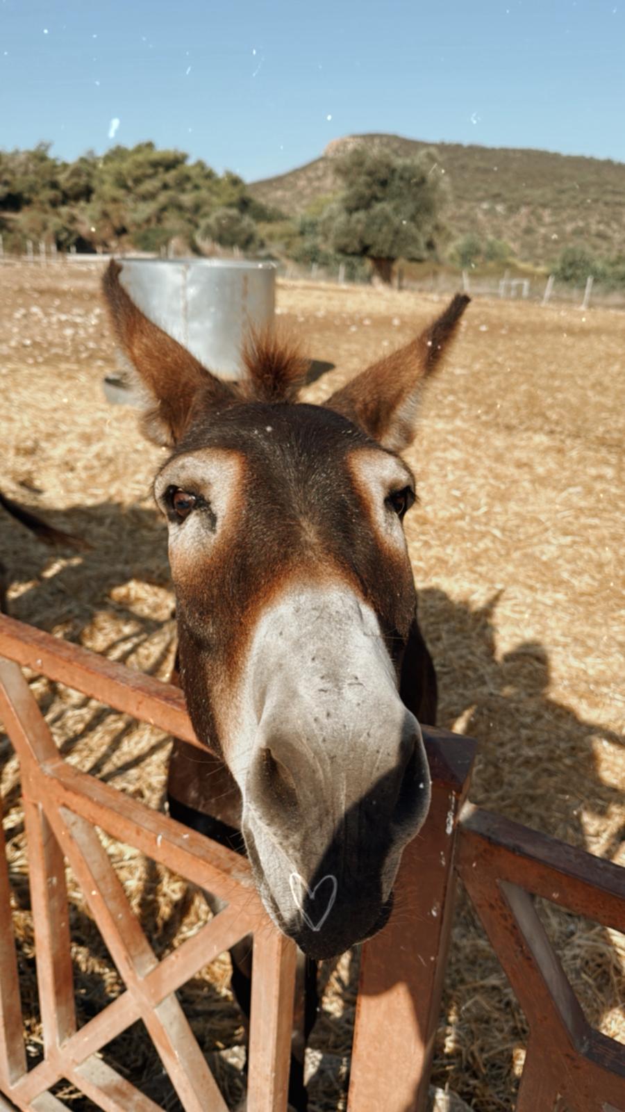 GOAT Adventures Cyprus's image