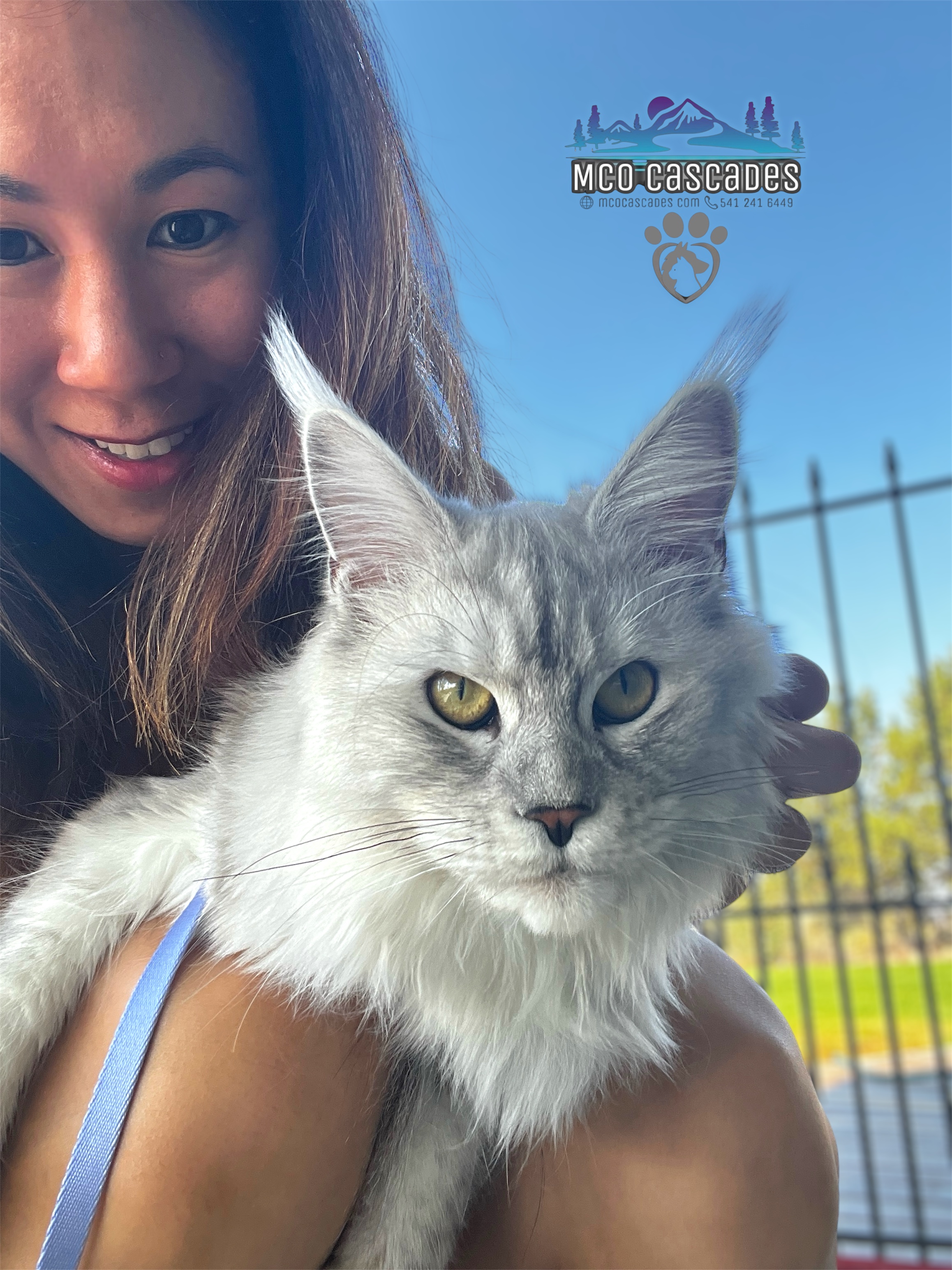 MCO Cascades Maine Coons of Oregon's image