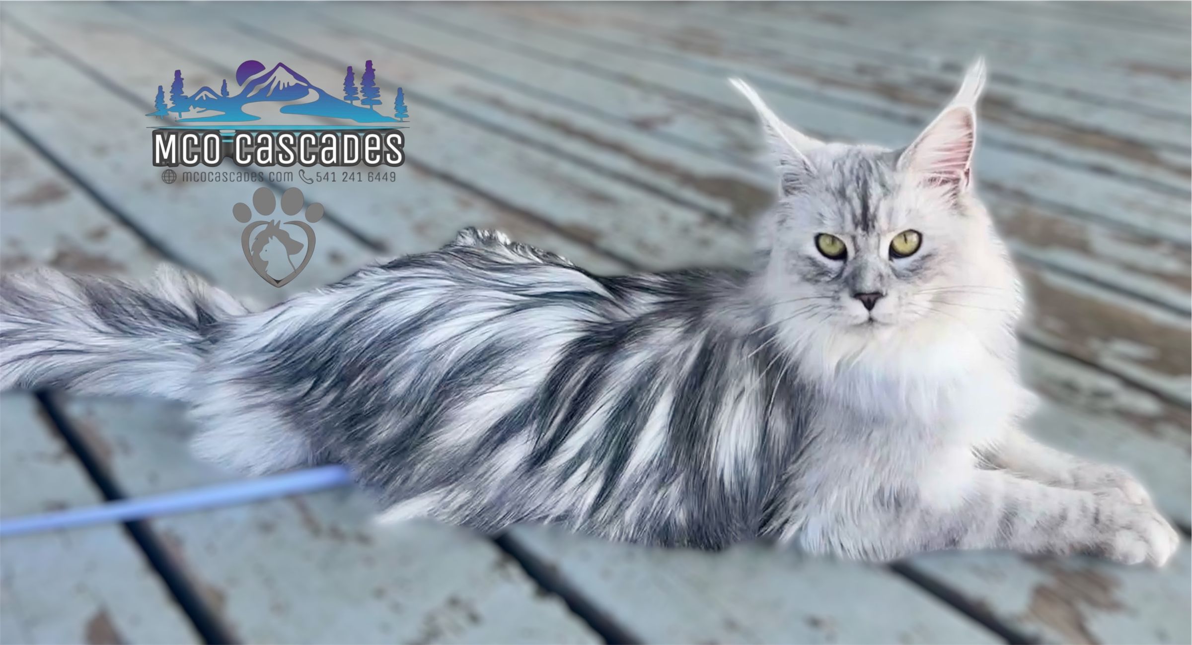 MCO Cascades Maine Coons of Oregon's image
