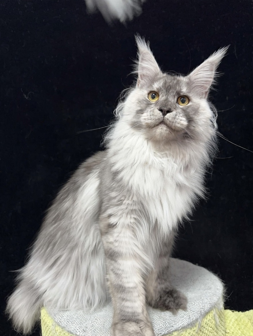 MCO Cascades Maine Coons of Oregon's image