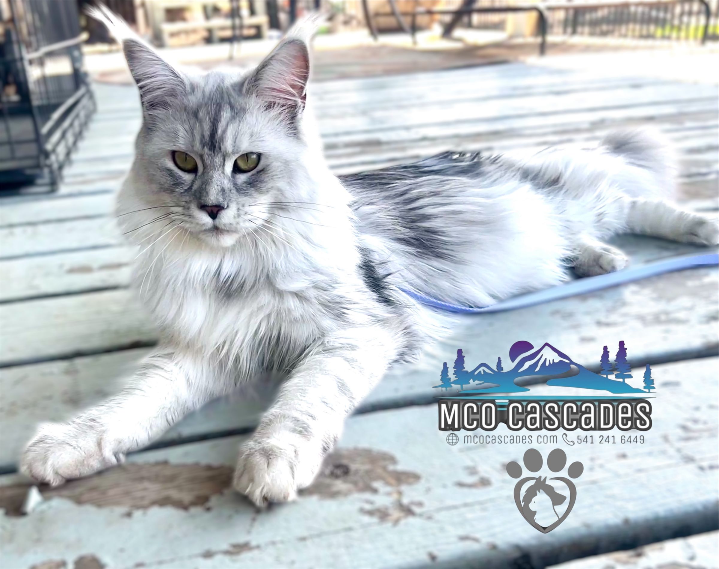 MCO Cascades Maine Coons of Oregon's image