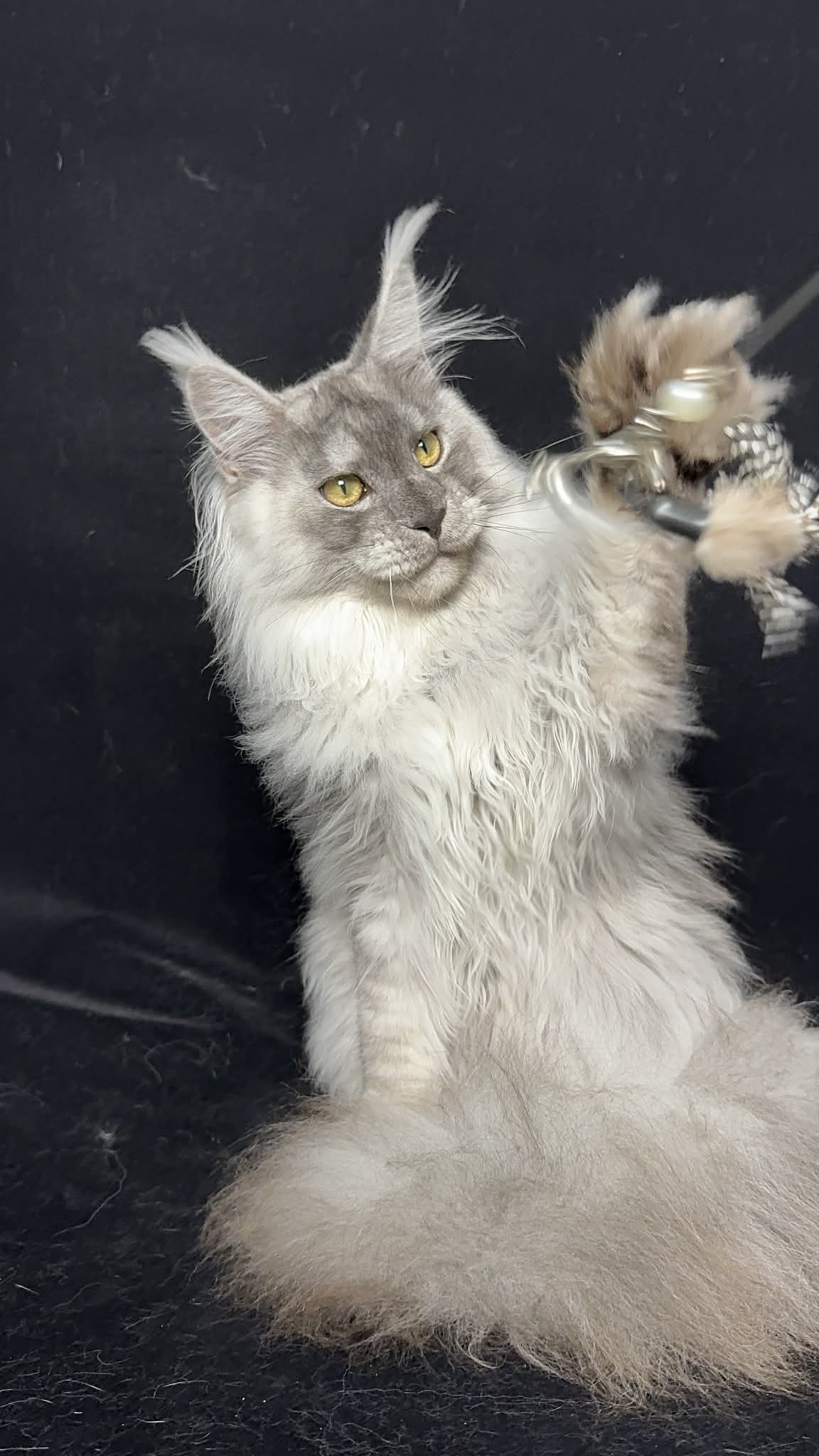 MCO Cascades Maine Coons of Oregon's image
