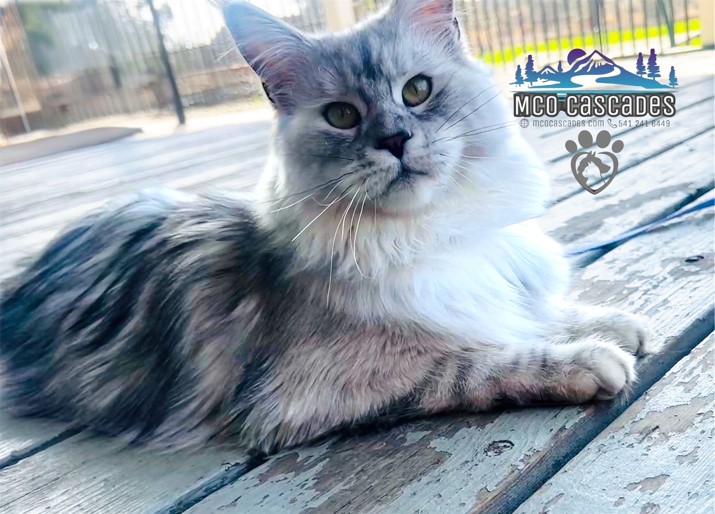 MCO Cascades Maine Coons of Oregon's image