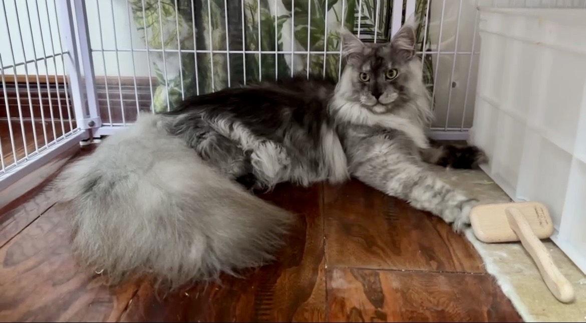 MCO Cascades Maine Coons of Oregon's image