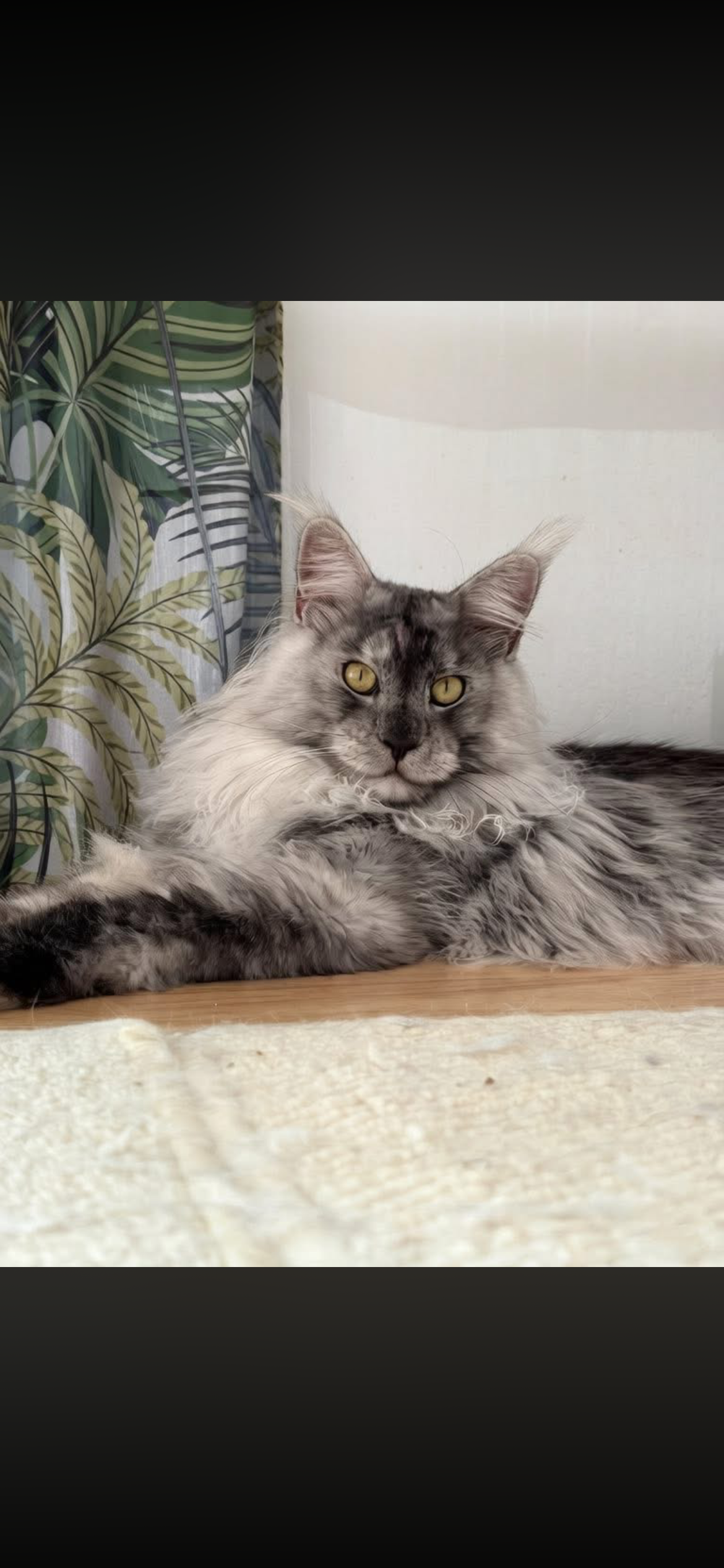 MCO Cascades Maine Coons of Oregon's image