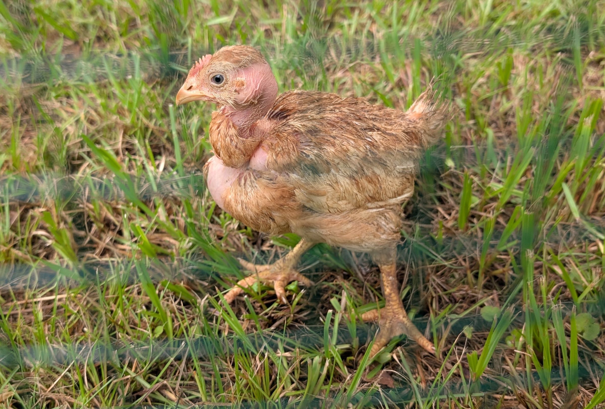 Barrows Barnyard's image